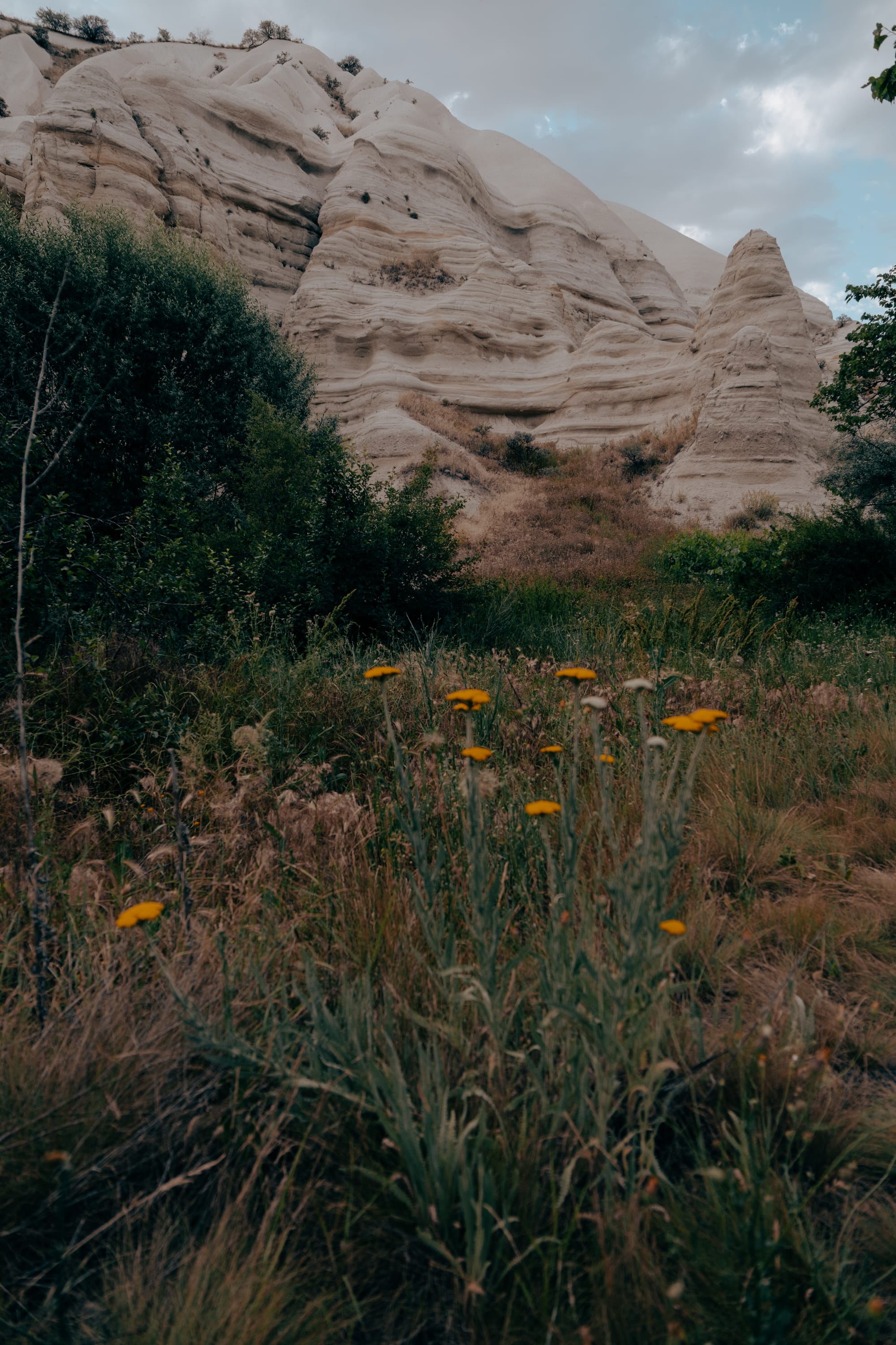 Golden-pink ridges of Honey Valley behind lush greenery and yellow wildflowers in Cappadocia