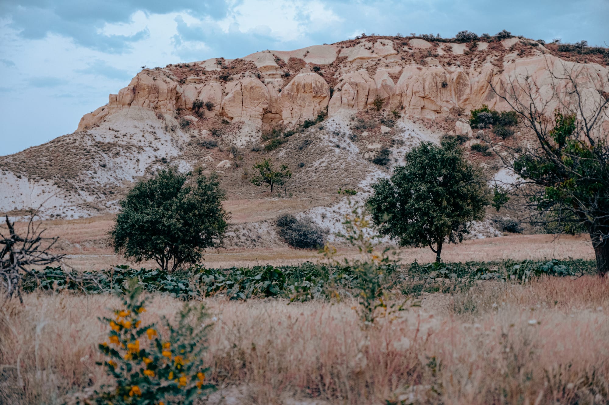 Landscape view of a golden sandstone ridge in Cappadocia with a grassy valley in the foreground, featuring scattered trees, green crop rows, and small patches of yellow wildflowers under a cloudy blue sky