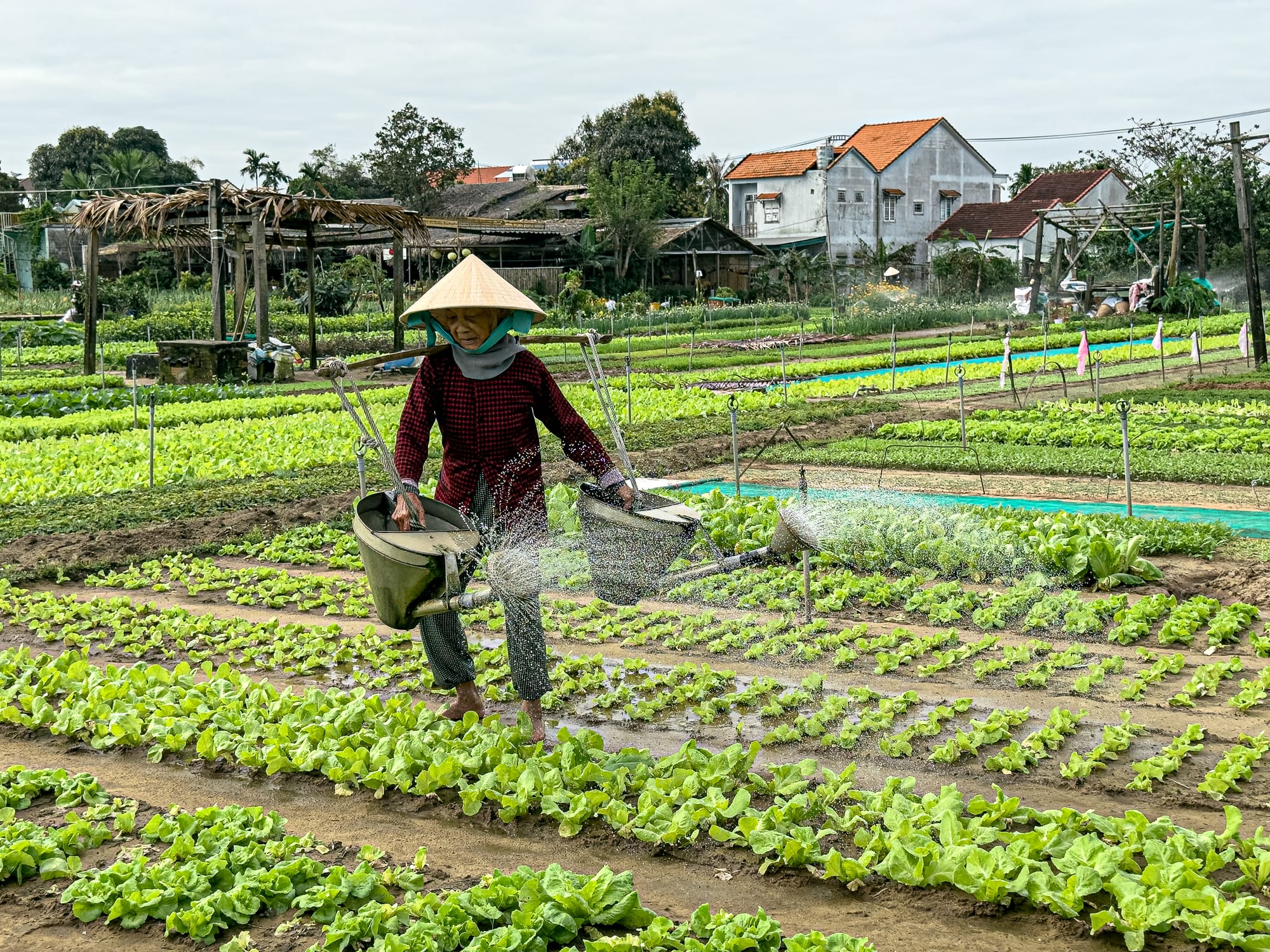 Vietnamese farmer watering rows of vegetables at Trà Quế Vegetable Village in Hội An, Vietnam