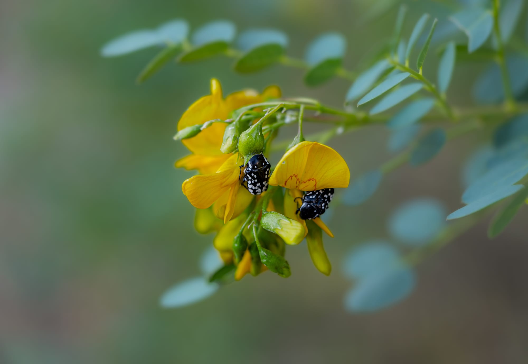 Close up of a small yellow wildflower in Cappadocia with two black beetles speckled in white feeding on its petals
