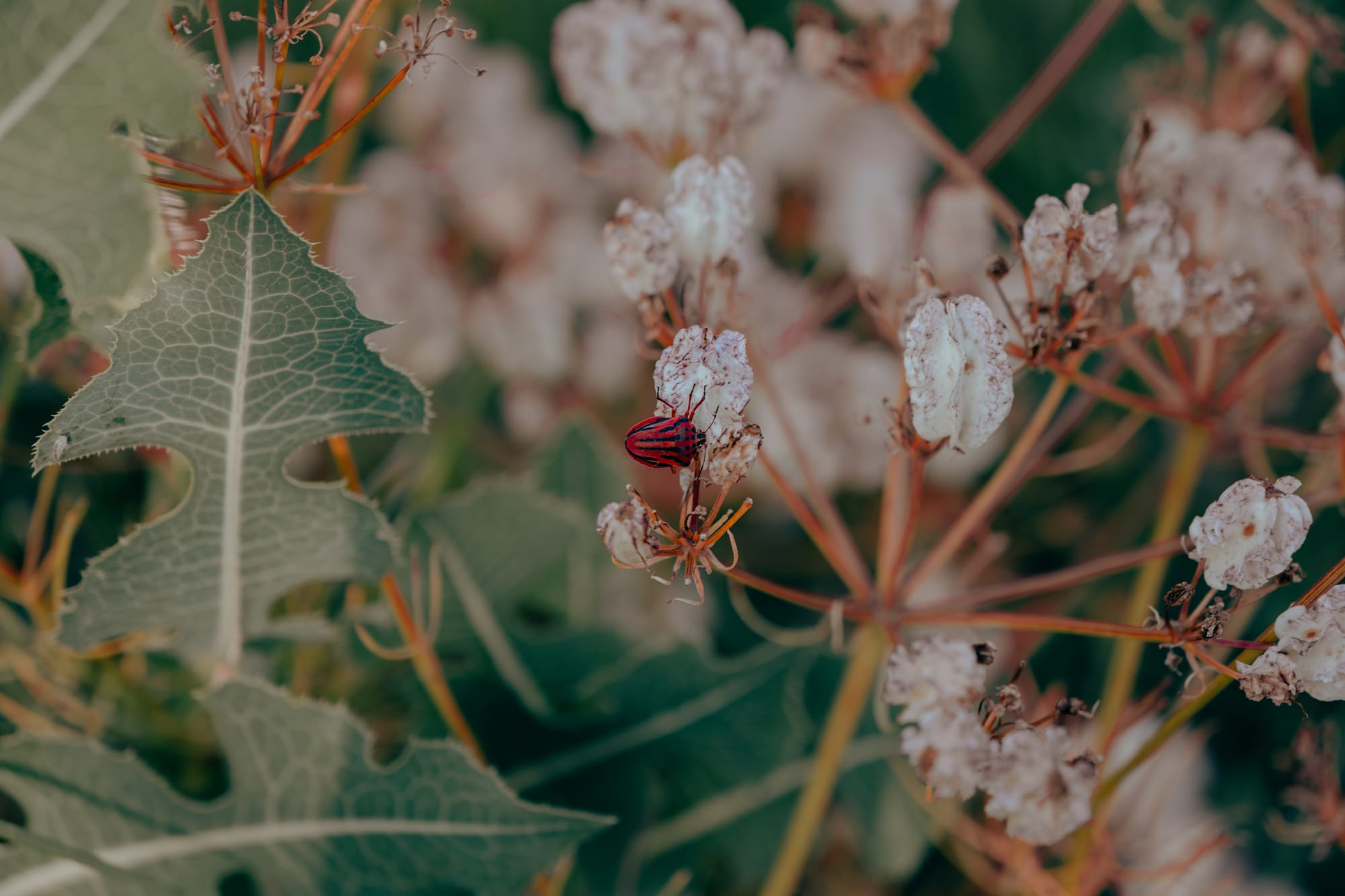 Close-up of a small red and black striped insect perched on a delicate white wildflower in Cappadocia, surrounded by green serrated leaves and softly blurred background foliage