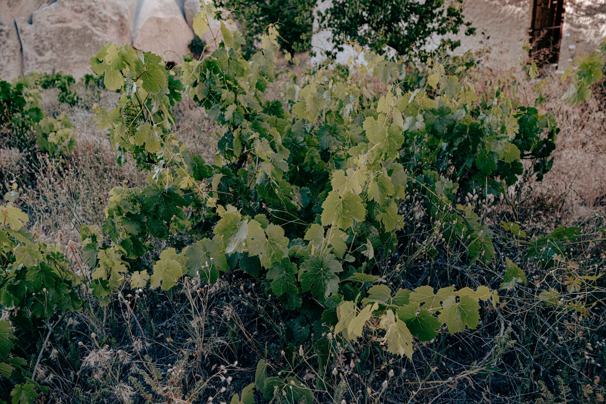 Close-up of a grapevine with clusters of green leaves and some small grapes growing in Cappadocia’s Red and Rose Valleys, these wild grape leaves were picked and eaten as a fresh tangy snack during the hike