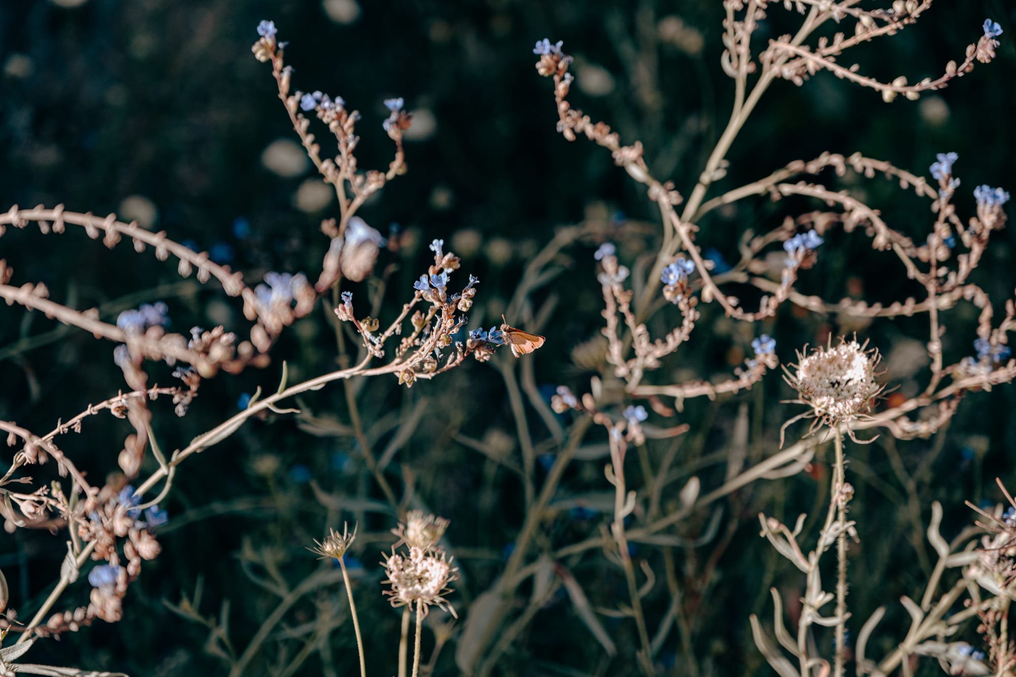 Close-up of thin, winding stems of wildflowers with small blue blossoms in Cappadocia’s Red and Rose Valleys, a small orange butterfly rests on one of the blooms under warm sunlight