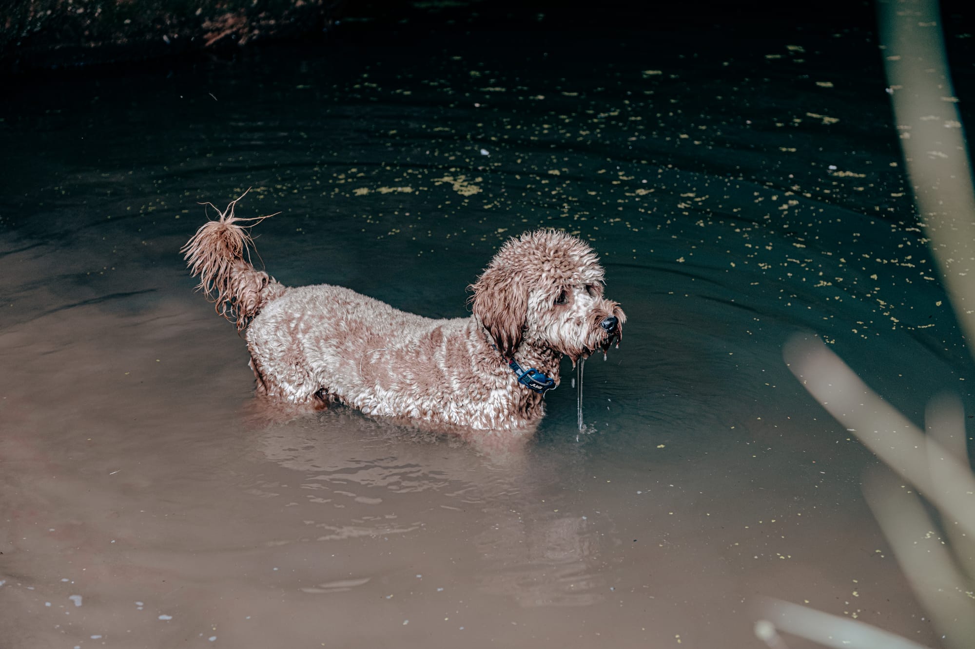 A wet, curly-haired brown dog named Oscar standing in a calm, muddy pool of water during the Red and Rose Valleys hike in Cappadocia, with water dripping from its mouth and ripples spreading around it