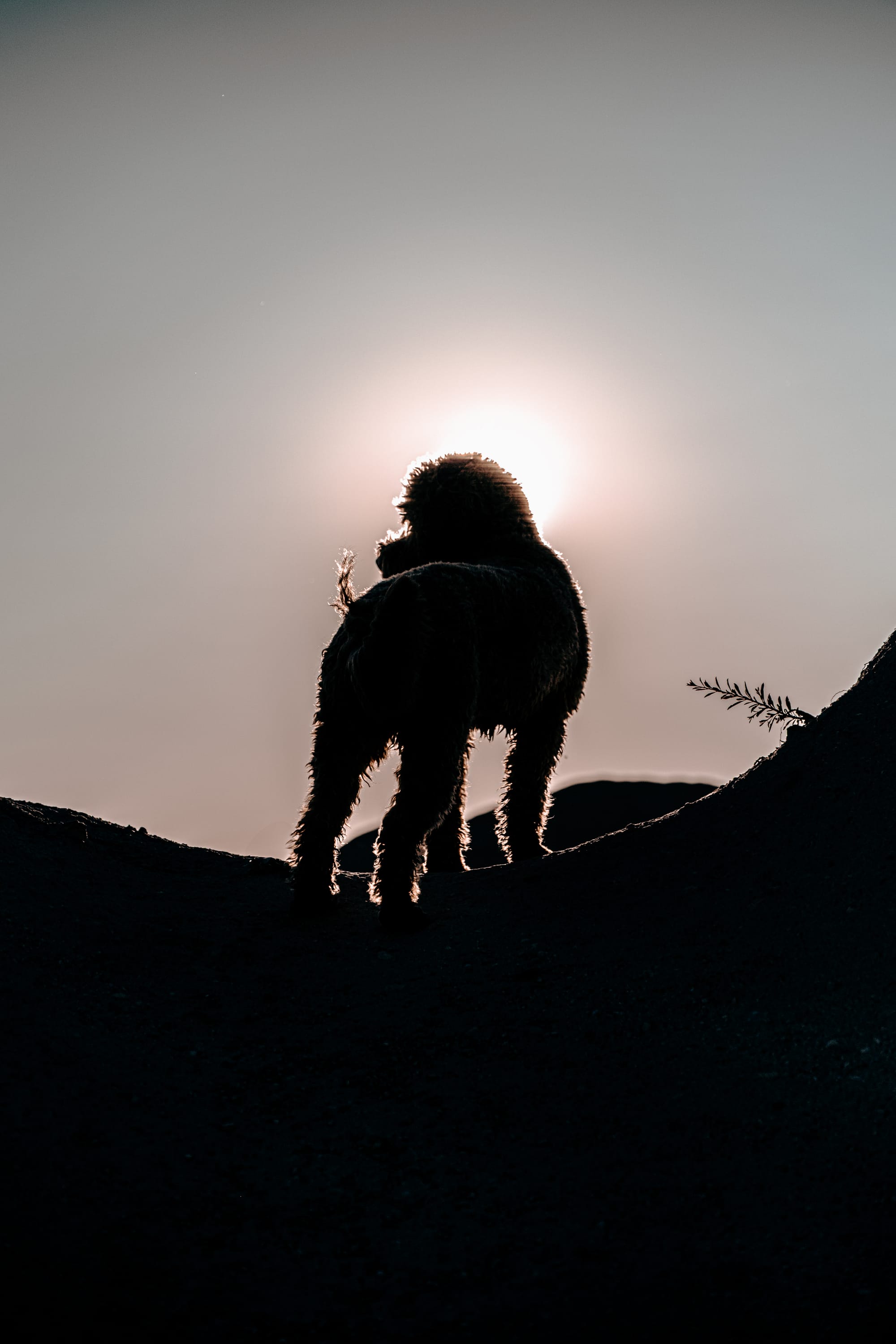 Silhouette of a curly-haired dog named Oscar standing on a ridge in Cappadocia with the sun directly behind him, creating a glowing outline around his fur and highlighting the rugged landscape in the background