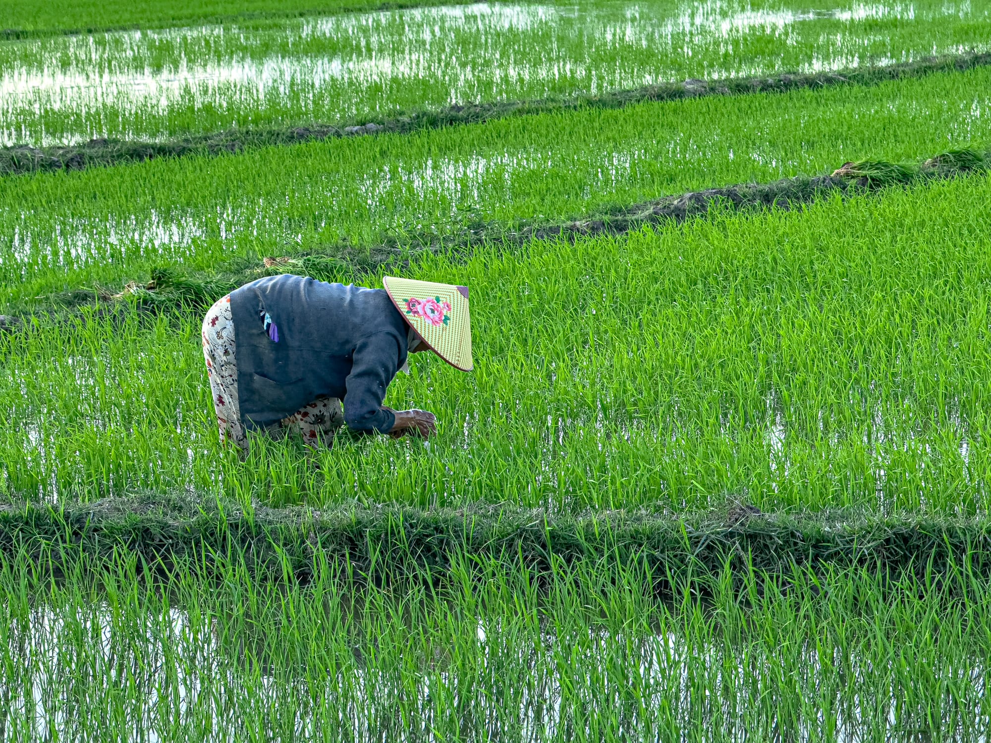 Vietnamese farmer wearing a conical hat tending young rice plants in flooded paddies at Hội An, Vietnam, highlighting traditional rice farming practices