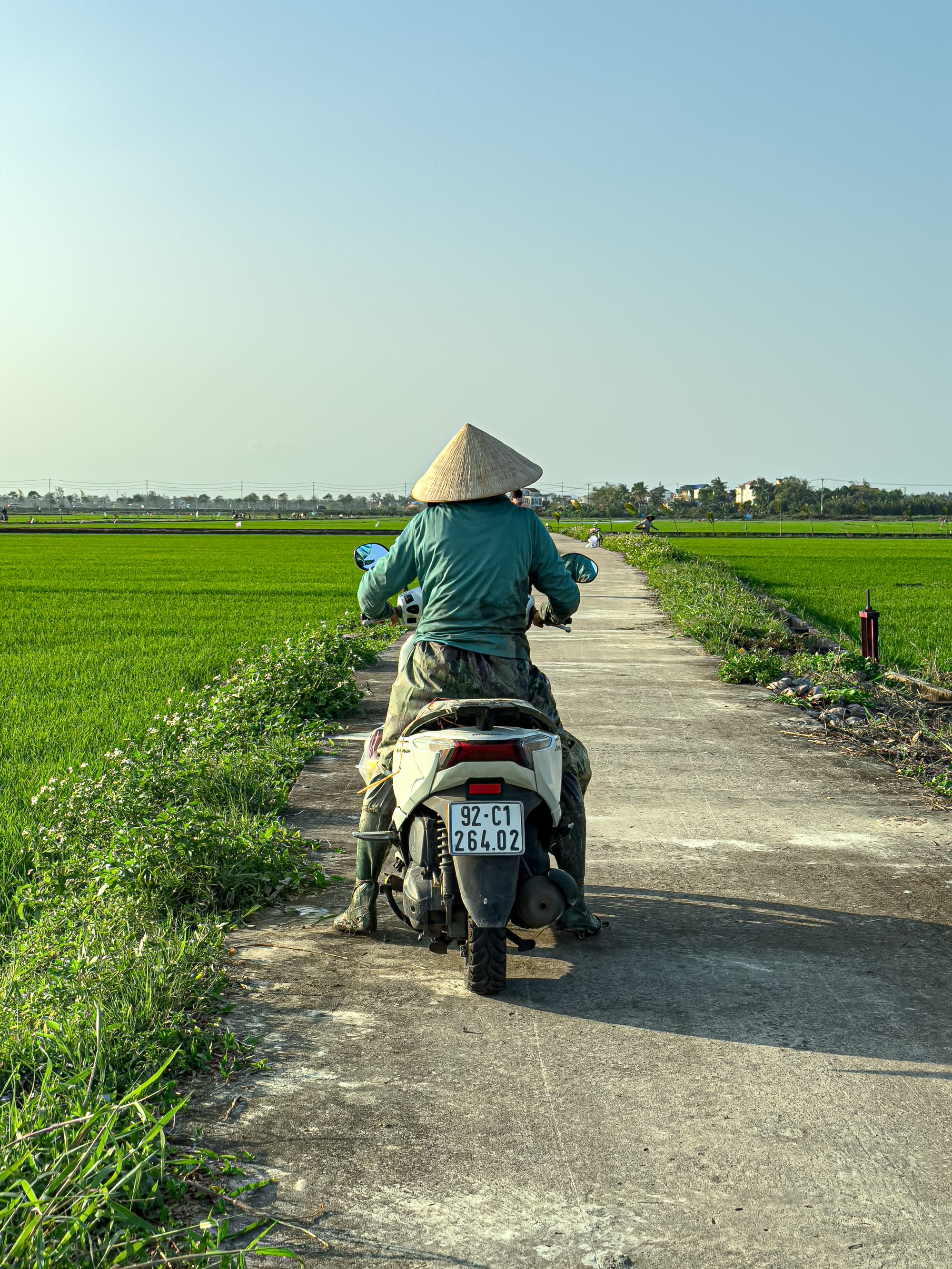 Vietnamese farmer wearing a conical hat riding a motorbike down a narrow path through bright green rice fields in Hội An, Vietnam