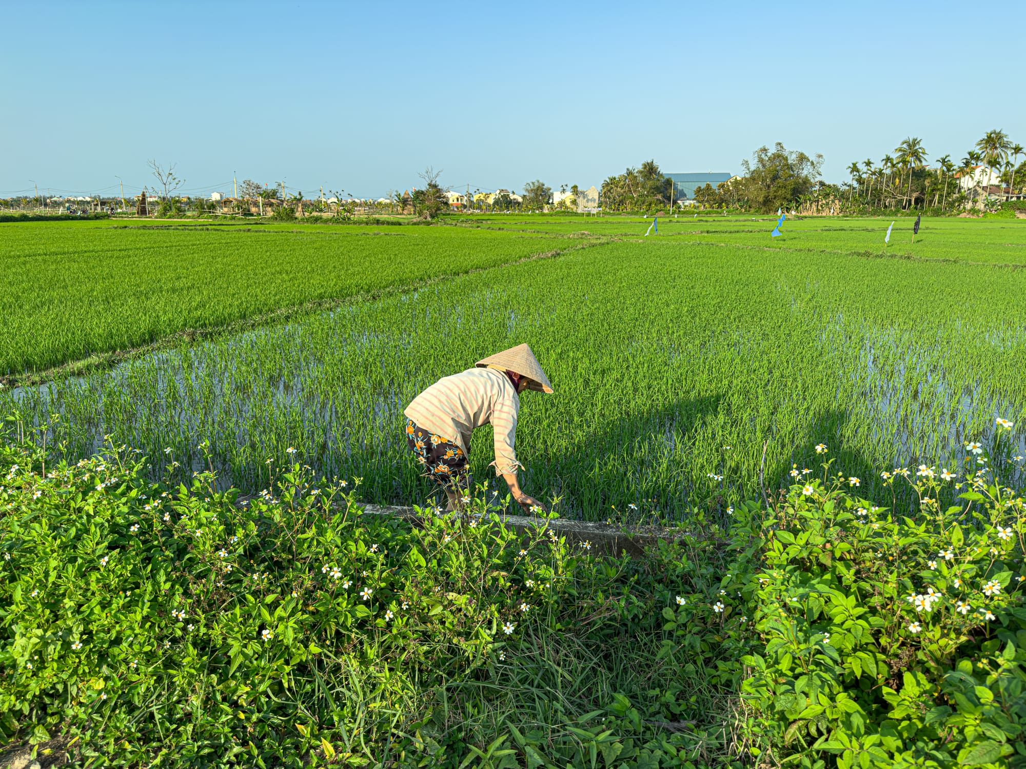 Vietnamese farmer in a conical hat working in lush green rice paddies in Hội An, Vietnam, showcasing traditional rice cultivation in the countryside