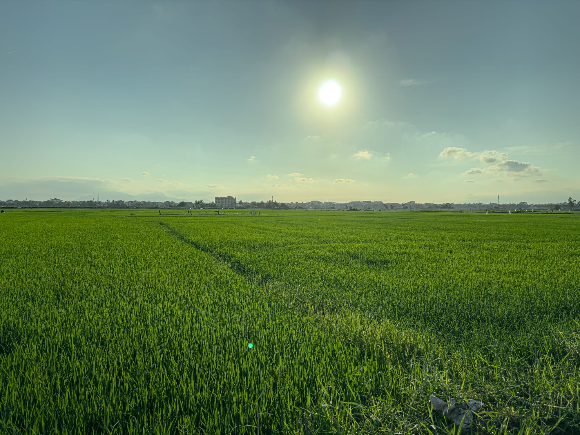 Expansive green rice fields under the bright sun in Hội An, Vietnam, showcasing the peaceful countryside landscape and traditional rice farming scenery