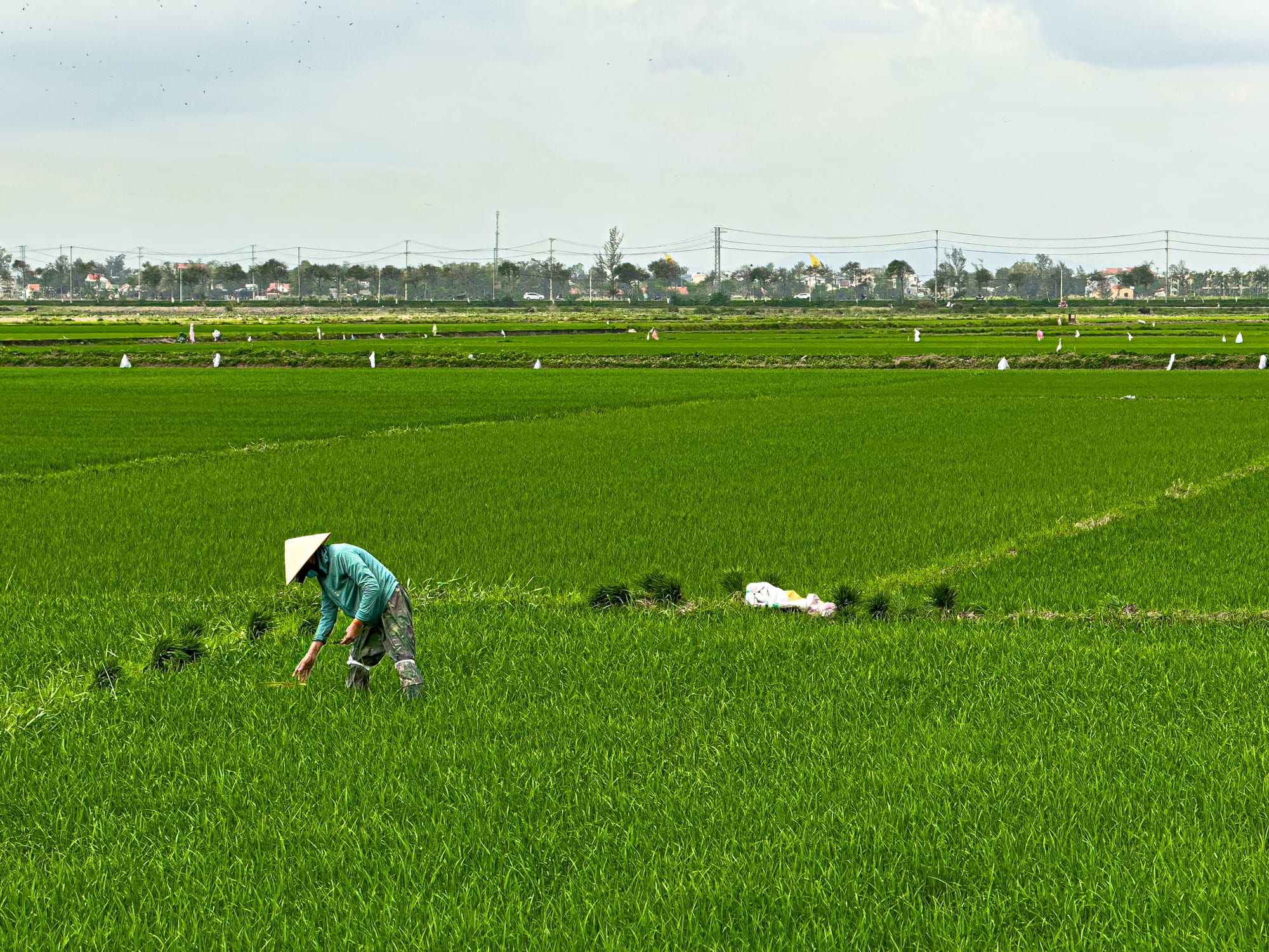 Vietnamese farmer in a conical hat tending rice plants in the lush green paddies of Hội An, Vietnam, a traditional scene of countryside rice cultivation