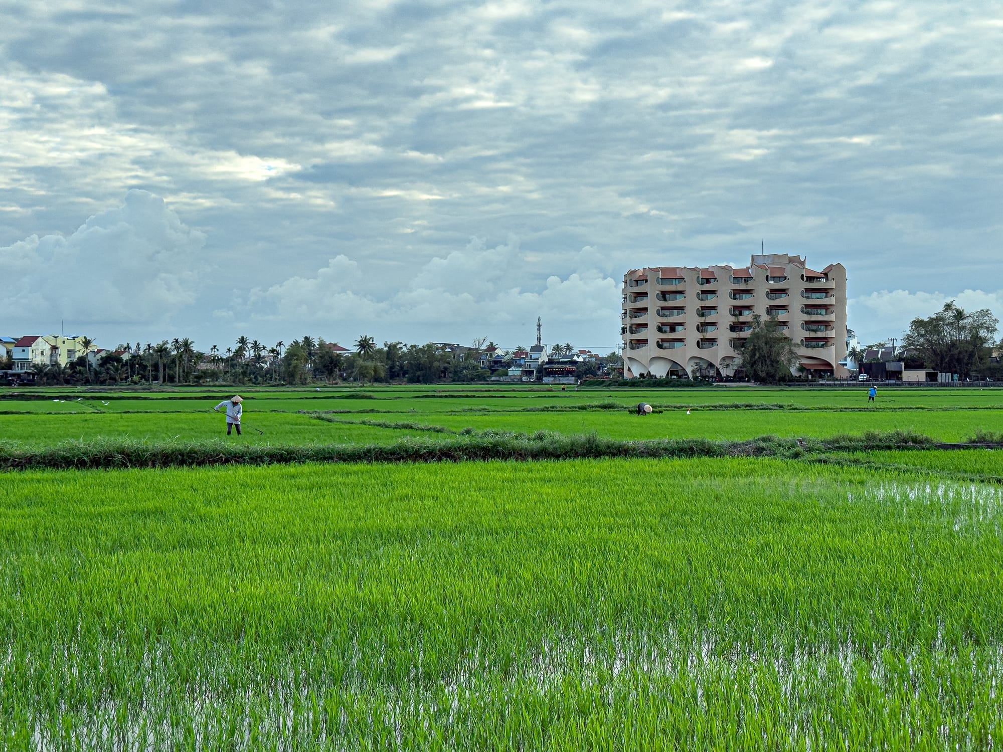 Rice farmers working in lush green paddies in Hội An, Vietnam, with modern buildings in the background, highlighting the blend of traditional agriculture and urban life