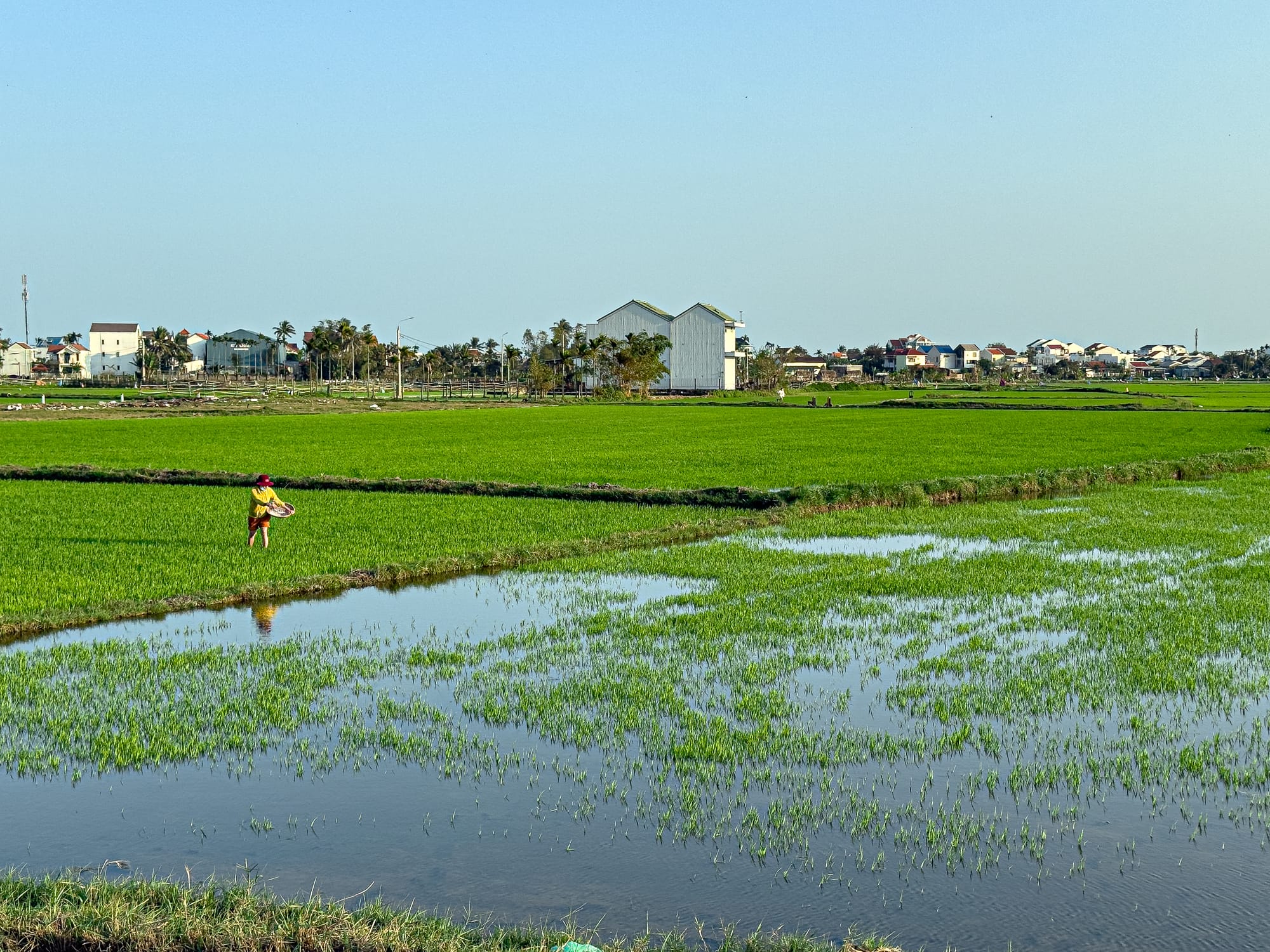 Vietnamese farmer crossing flooded rice fields in Hội An, Vietnam, surrounded by green paddies and traditional village scenery