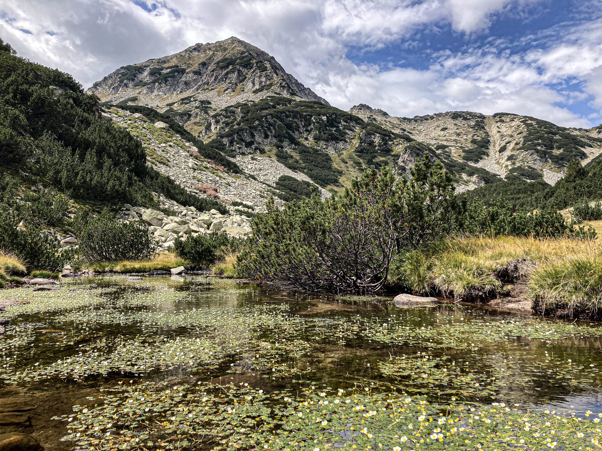 Mountain landscape in Pirin National Park near Bansko, Bulgaria, featuring a small glacial lake covered with floating water plants, surrounded by alpine meadows, shrubs, and rocky mountain slopes under a partly cloudy sky
