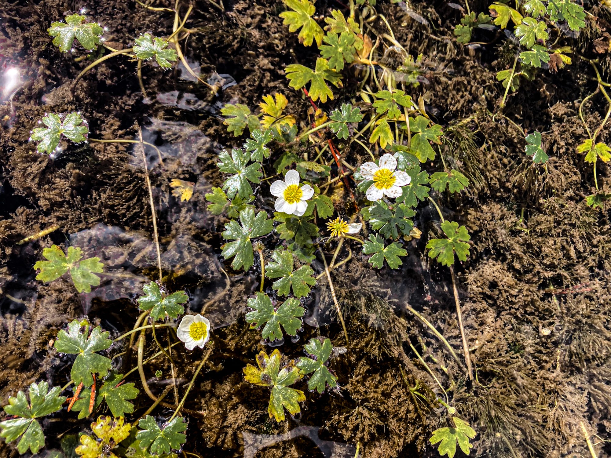 Close-up of small white alpine flowers with yellow centers and green leaves floating on the surface of a shallow mountain stream in Pirin National Park near Bansko, Bulgaria