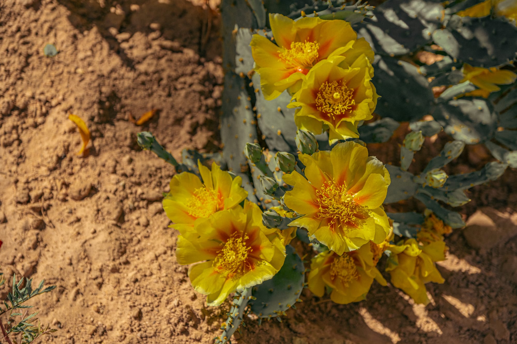 Close-up of vibrant yellow prickly pear cactus flowers in bloom at Tarihi Ev Historical House courtyard in Çavuşin, Cappadocia, with sunlight highlighting their delicate petals against the sandy ground