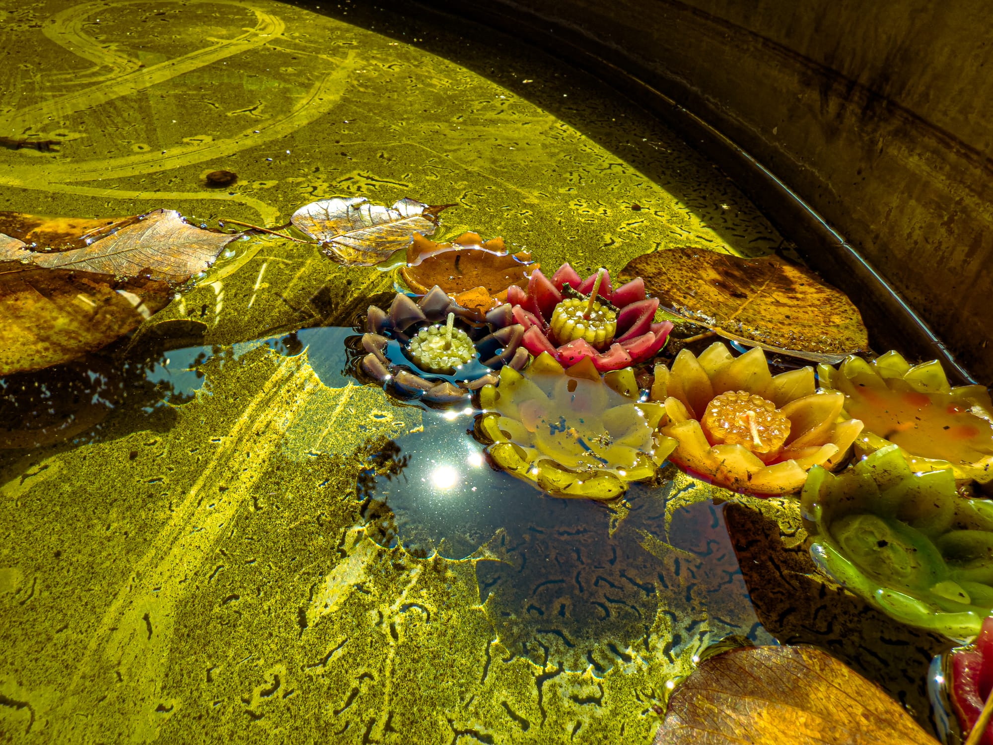 Close-up of colorful lotus-shaped candles floating in a temple water basin with fallen leaves, illuminated by reflections of the sun