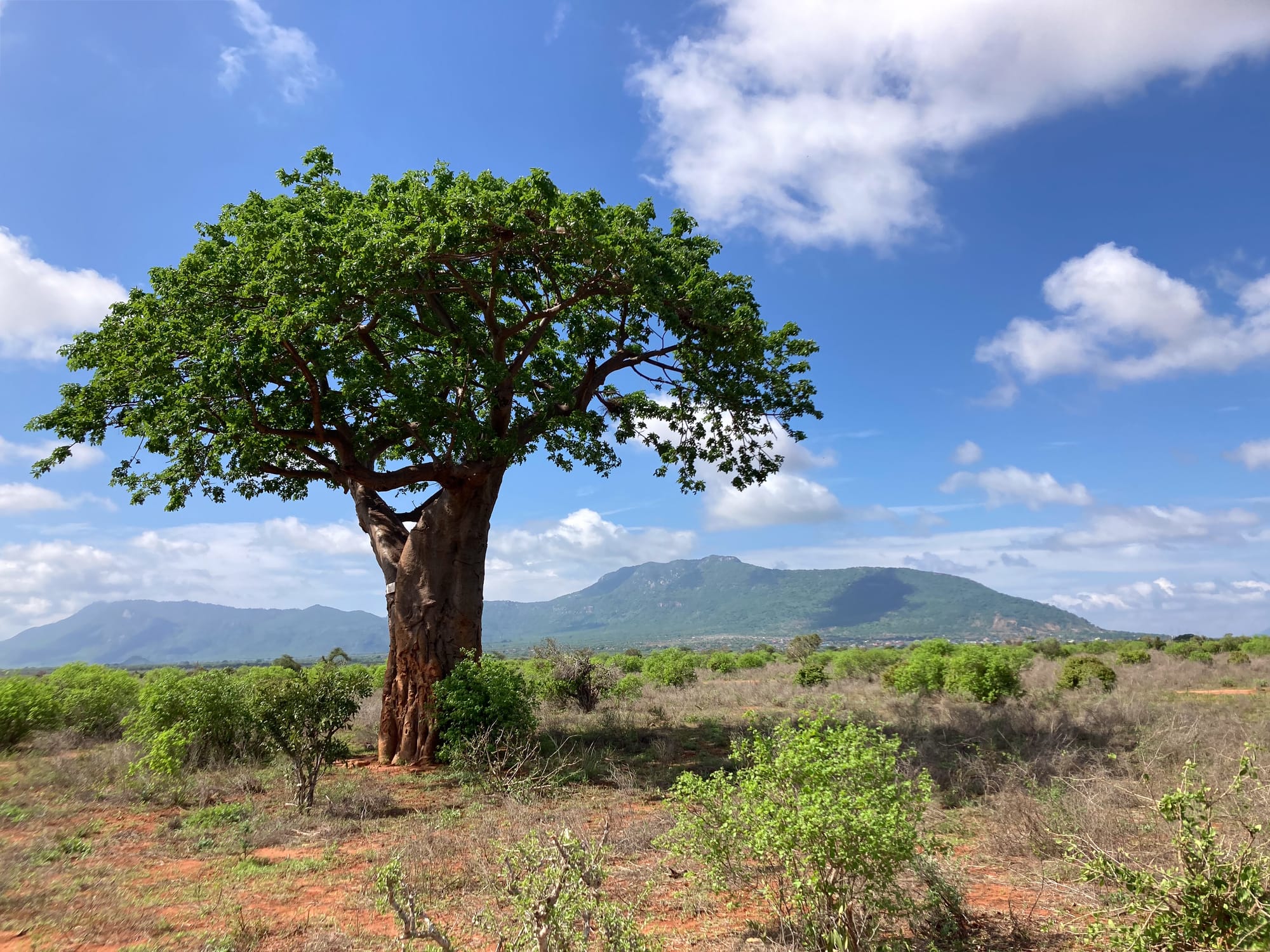 A large baobab tree with a thick trunk and broad green canopy stands in the savanna of Tsavo East National Park, surrounded by low shrubs and dry grass, with mountains visible in the background against a blue sky with scattered clouds