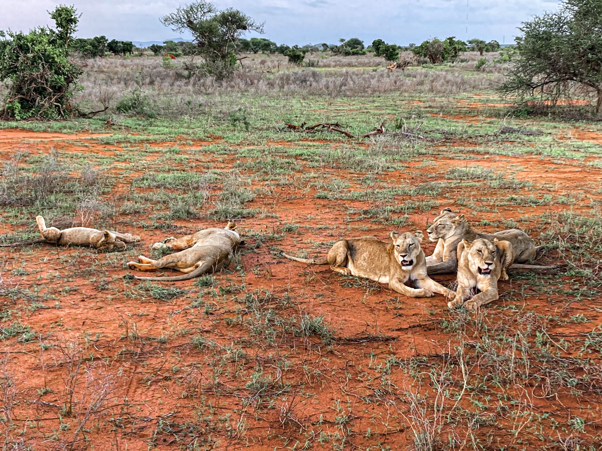 A pride of lions rests on the red earth of Tsavo East National Park, with two lions lying stretched out on the ground and three others reclining together alert and watchful in the open savanna