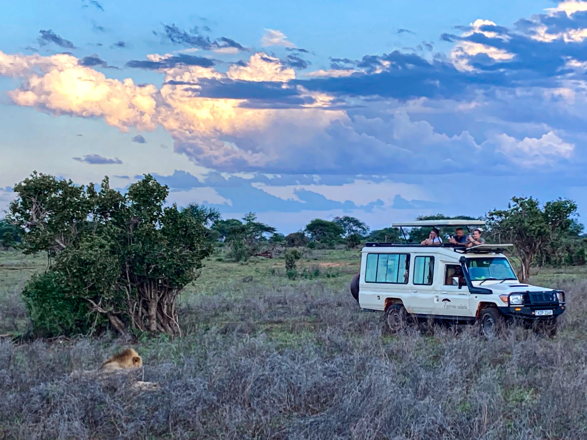 A safari jeep with its roof open carries visitors observing a male lion resting in the grass near a bush in Tsavo East National Park, with dramatic evening clouds glowing in the sky above