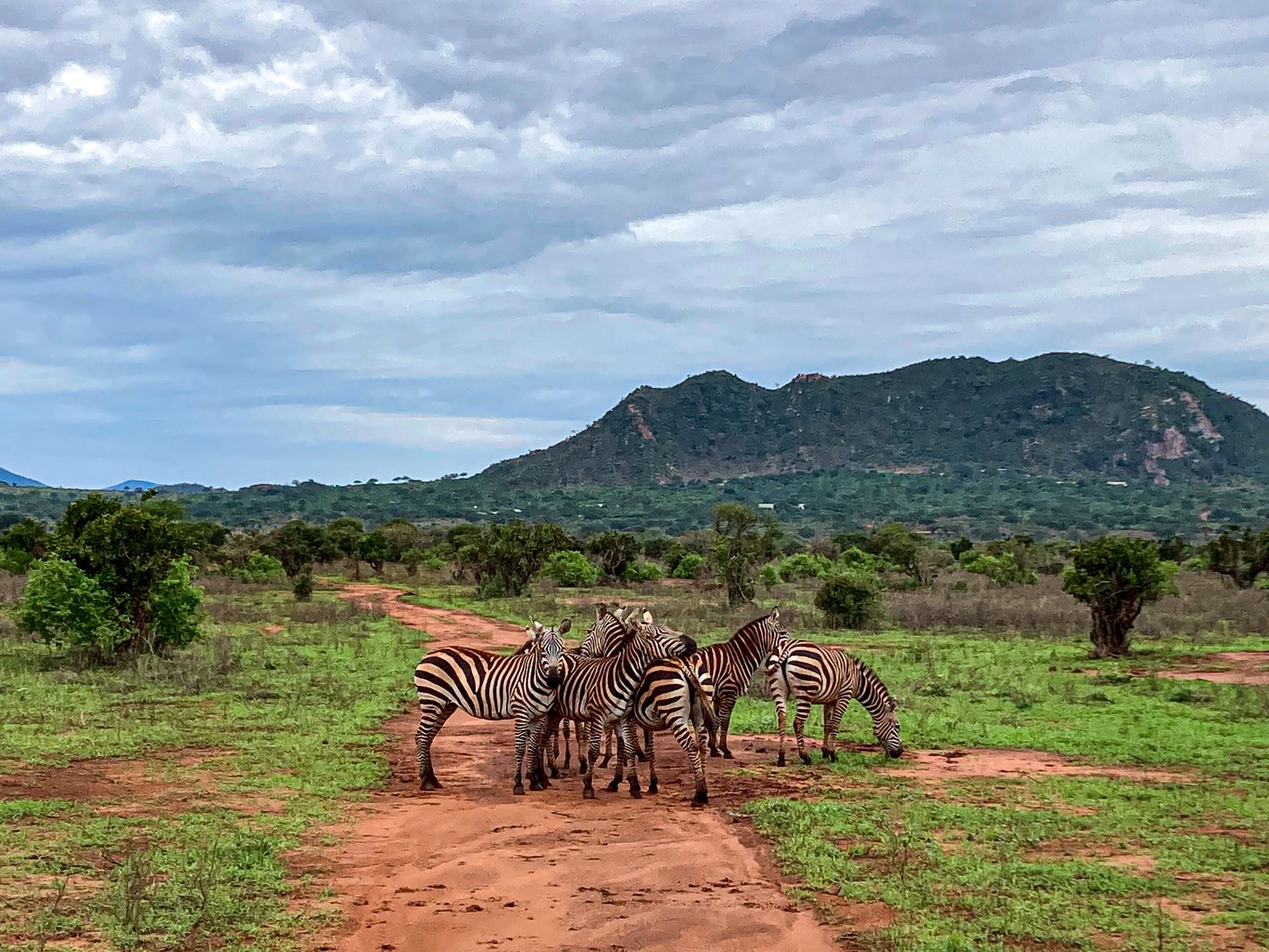 Five zebras stand close together on a red earth road in Tsavo East National Park, surrounded by green vegetation and scattered trees, with dark hills visible in the distance beneath an overcast sky