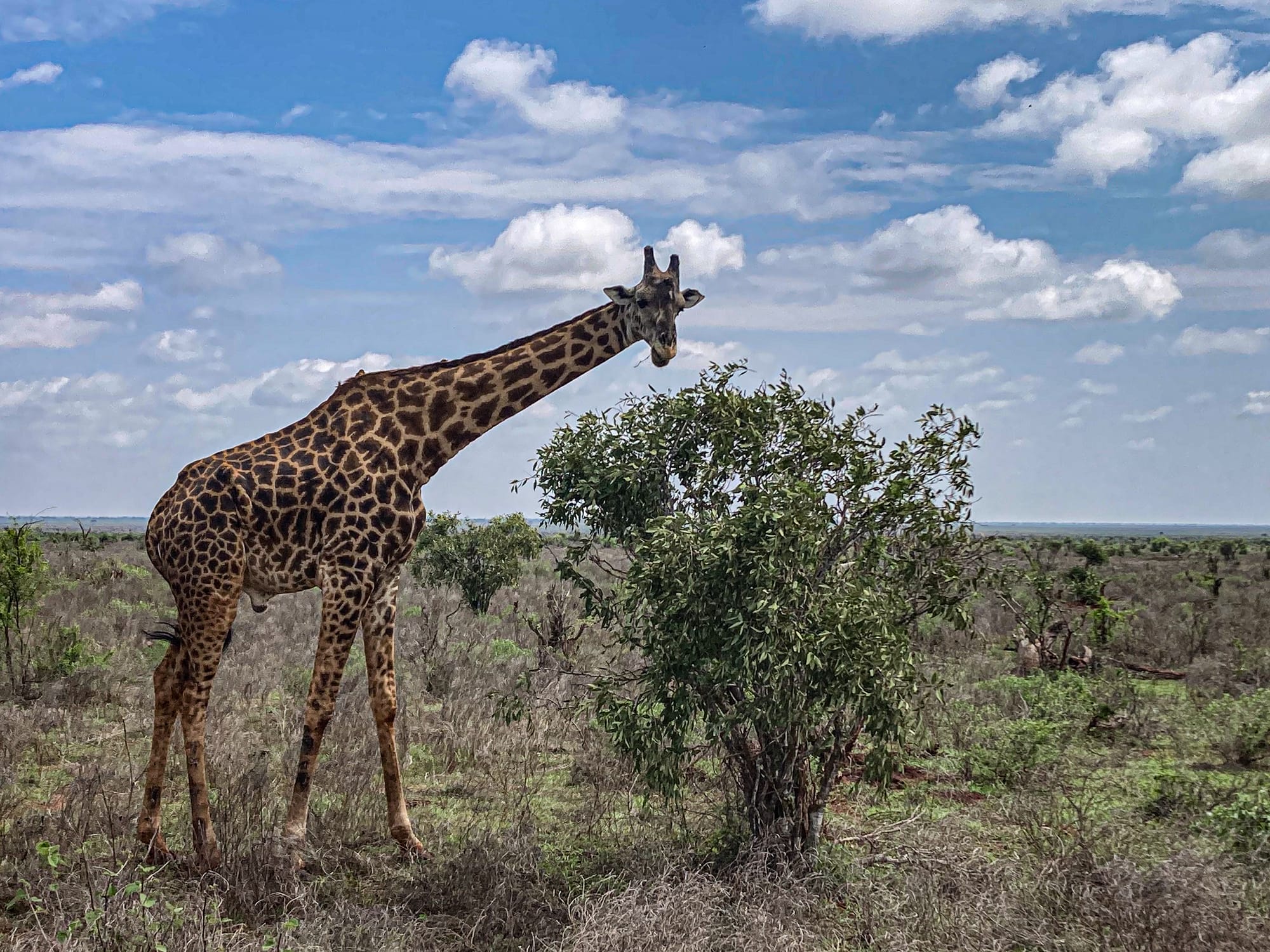 A giraffe stands on the savanna in Tsavo East National Park, leaning its long neck to browse leaves from a bush under a partly cloudy blue sky