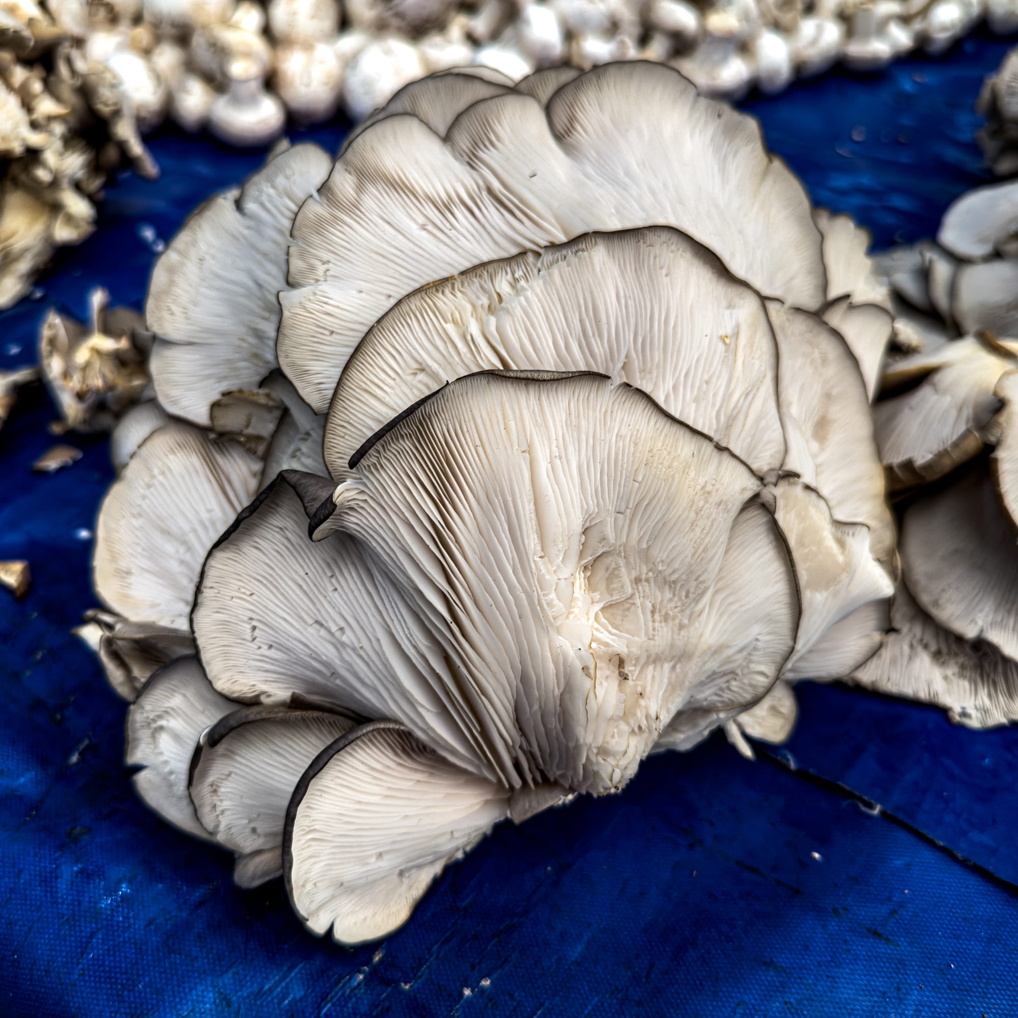 Close-up of fresh oyster mushrooms for sale at the Kadıköy Bazaar, resting on a bright blue tarp
