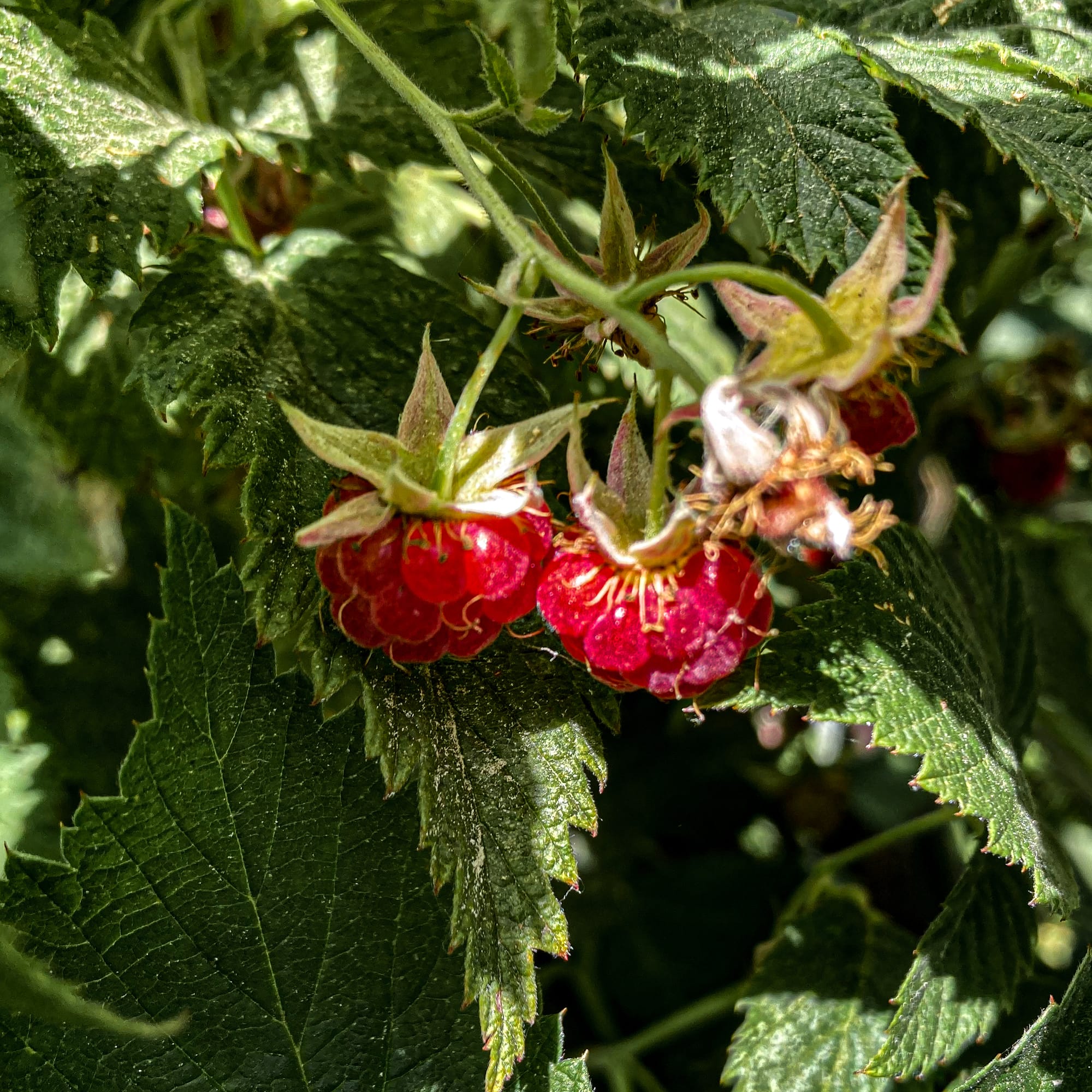 Close-up of wild raspberries ripening on the vine, surrounded by green leaves in the mountains near Bansko