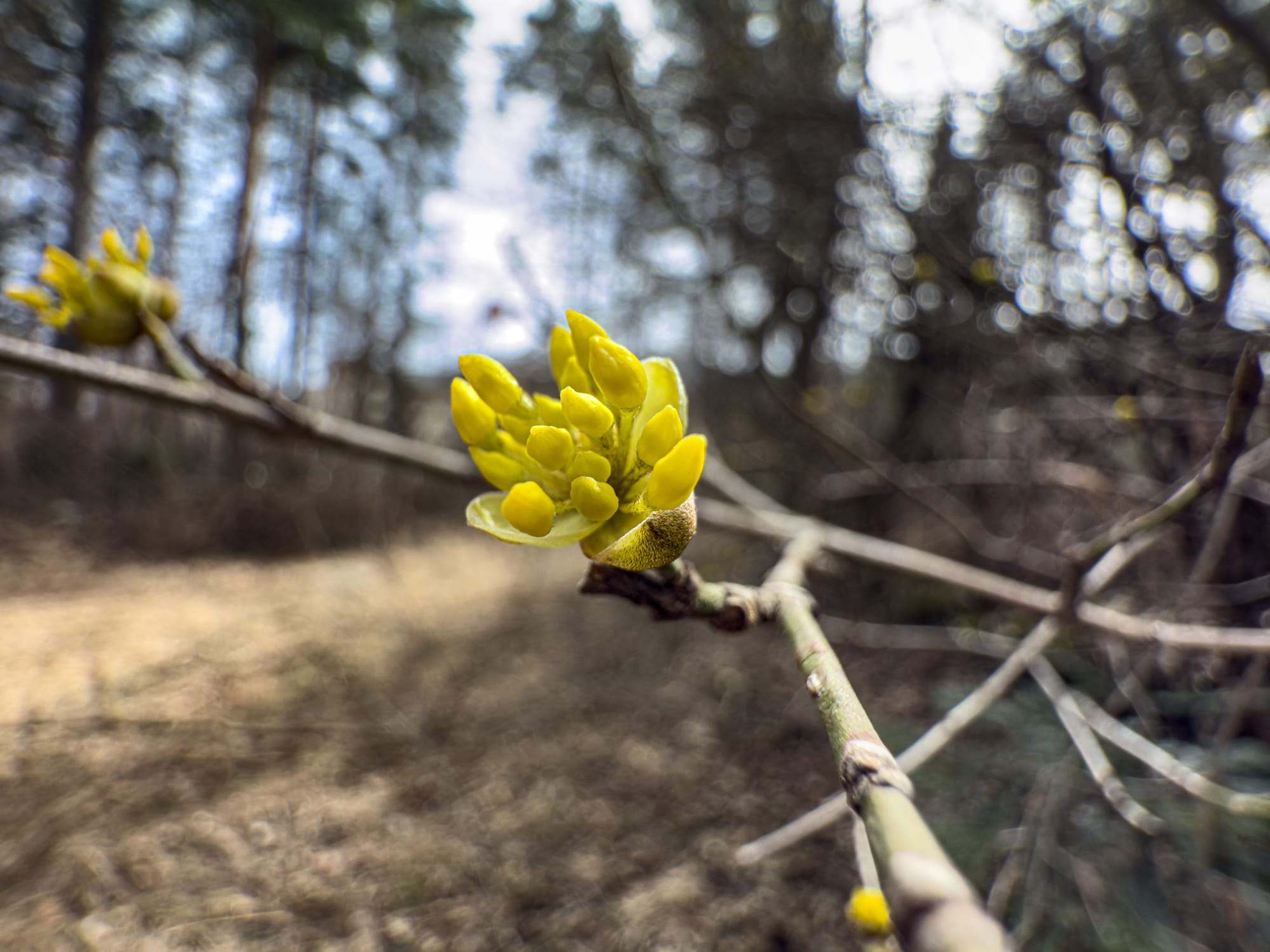 Close-up of a yellow flower bud on a branch in the forests around Bansko, Bulgaria, with a blurred background of trees and dry grass, symbolizing the seasonal transition from winter to spring