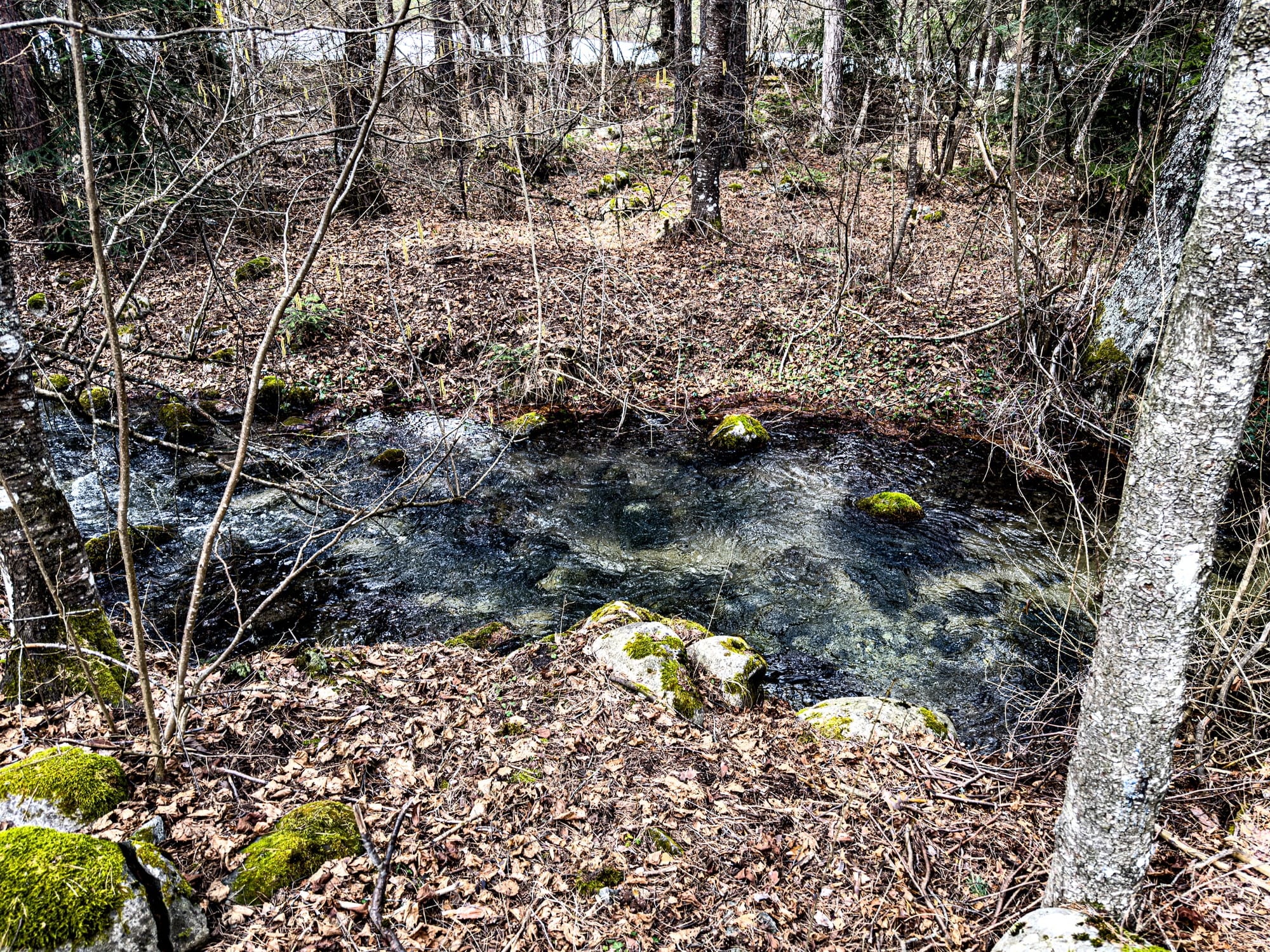 A clear mountain stream flows through a forest near Bansko, with moss-covered rocks scattered along the banks and bare winter trees framing the scene
