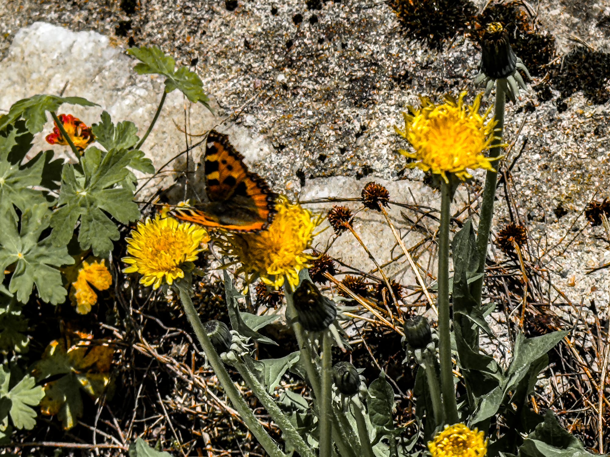 Close-up of a butterfly with orange and black patterned wings perched on a bright yellow dandelion flower, with other dandelions and greenery growing against a rocky background
