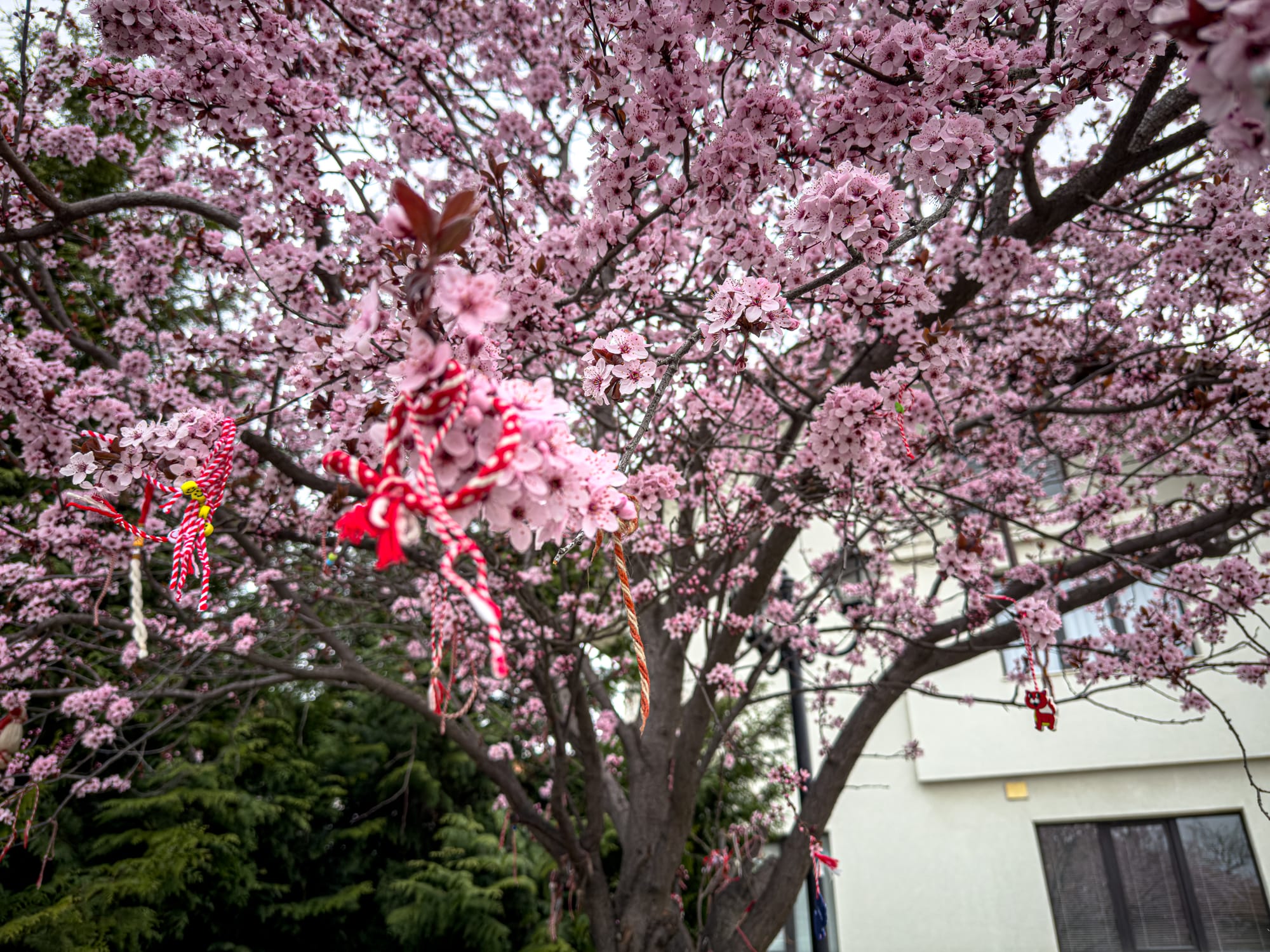 Close-up of cherry tree branches in bloom, decorated with red-and-white Martenitsi bracelets, a Bulgarian tradition marking the arrival of spring