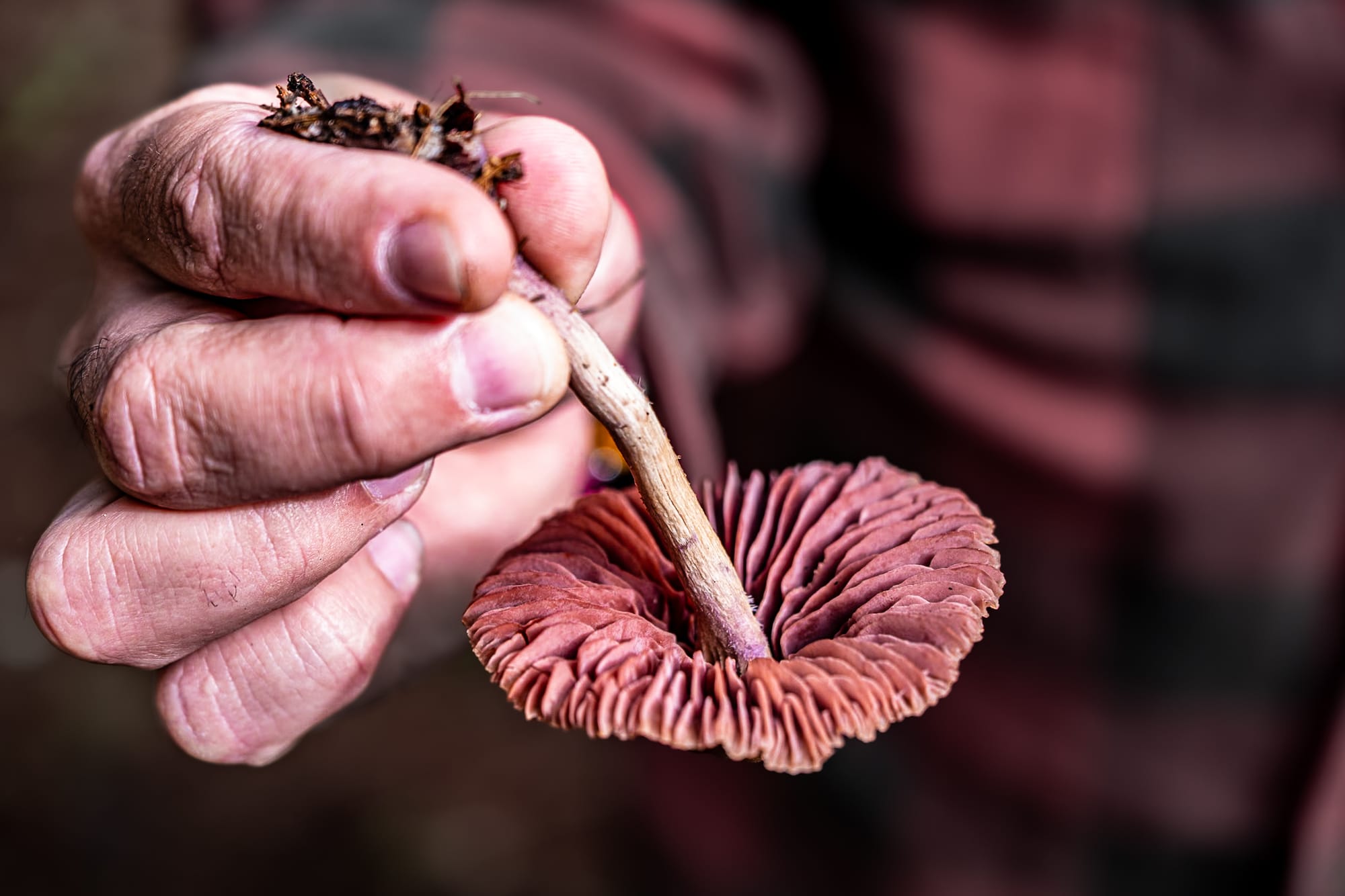 A close-up of a person gently holding a reddish-brown mushroom by its stem, showing the delicate ridges and folds of its gills in sharp detail