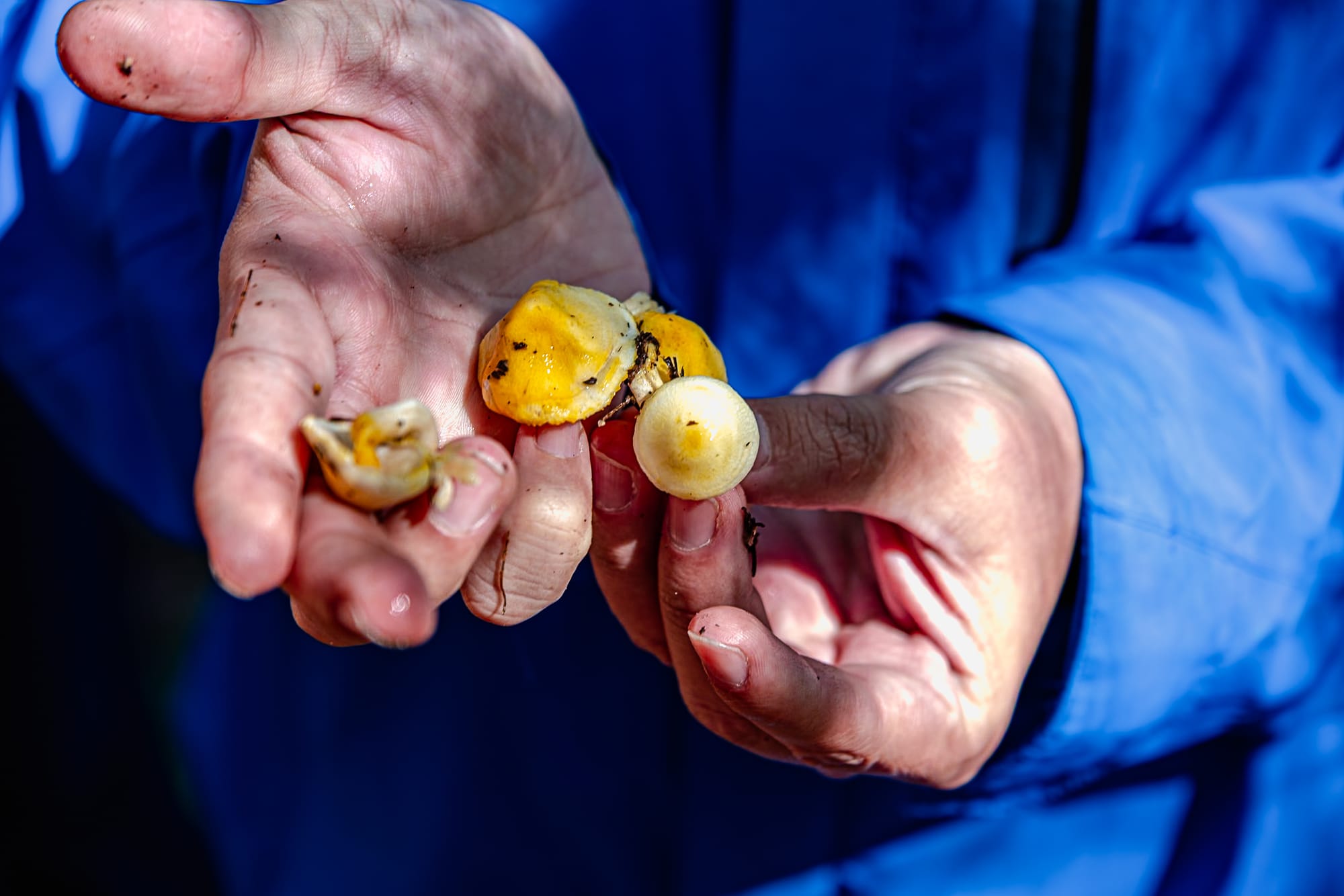 A person wearing a blue jacket holds several small yellow mushrooms in their hands, the caps speckled with soil and sunlight catching the texture of their skin