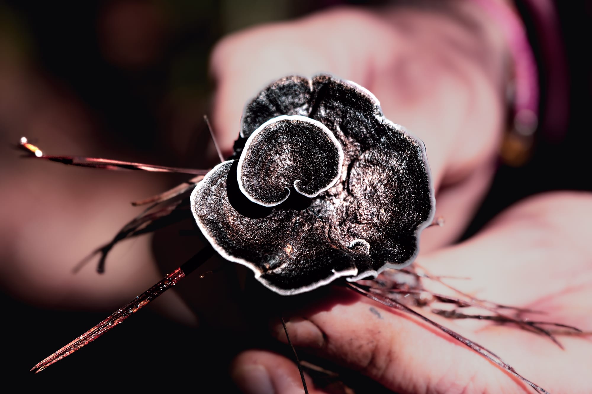 A close-up of a person holding a dark, velvety black mushroom with curled, layered edges and a white outline, contrasting sharply against the blurred background