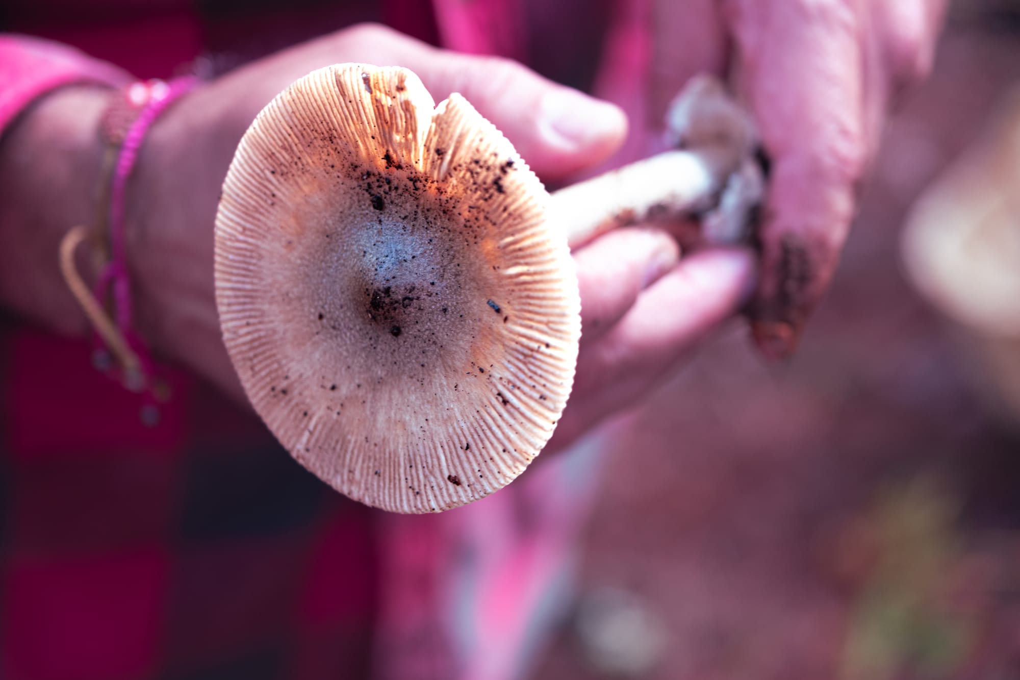 A close-up view of a person holding a large pale mushroom, its wide cap speckled with soil and delicate gills visible beneath, freshly picked from the forest floor