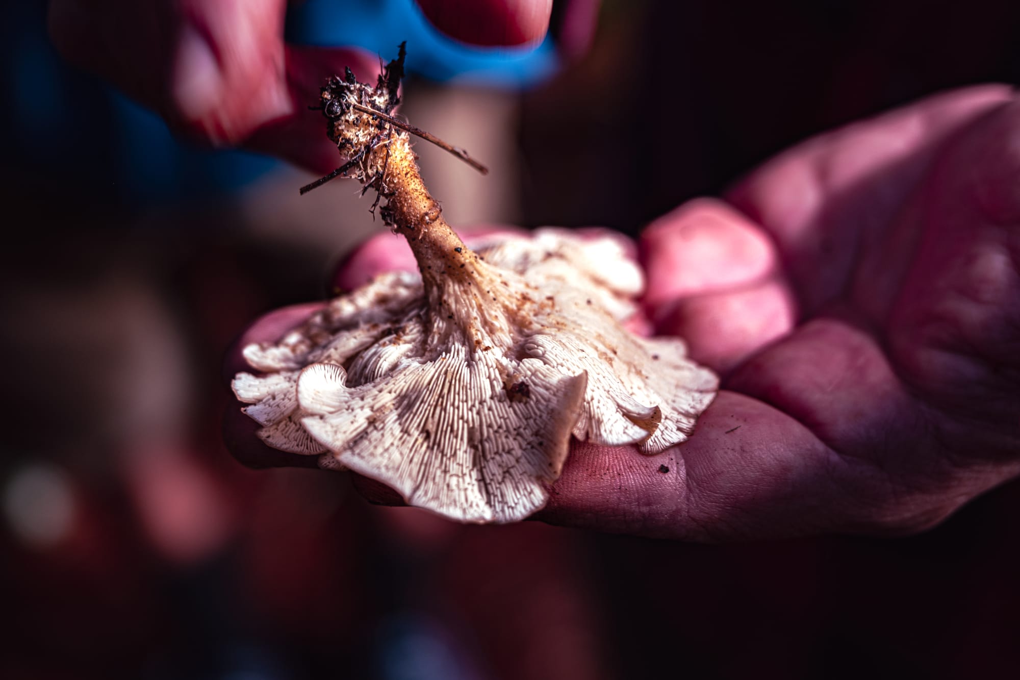 A close-up of hands holding a pale, textured mushroom freshly picked from the forest, its stem still covered in soil and small twigs