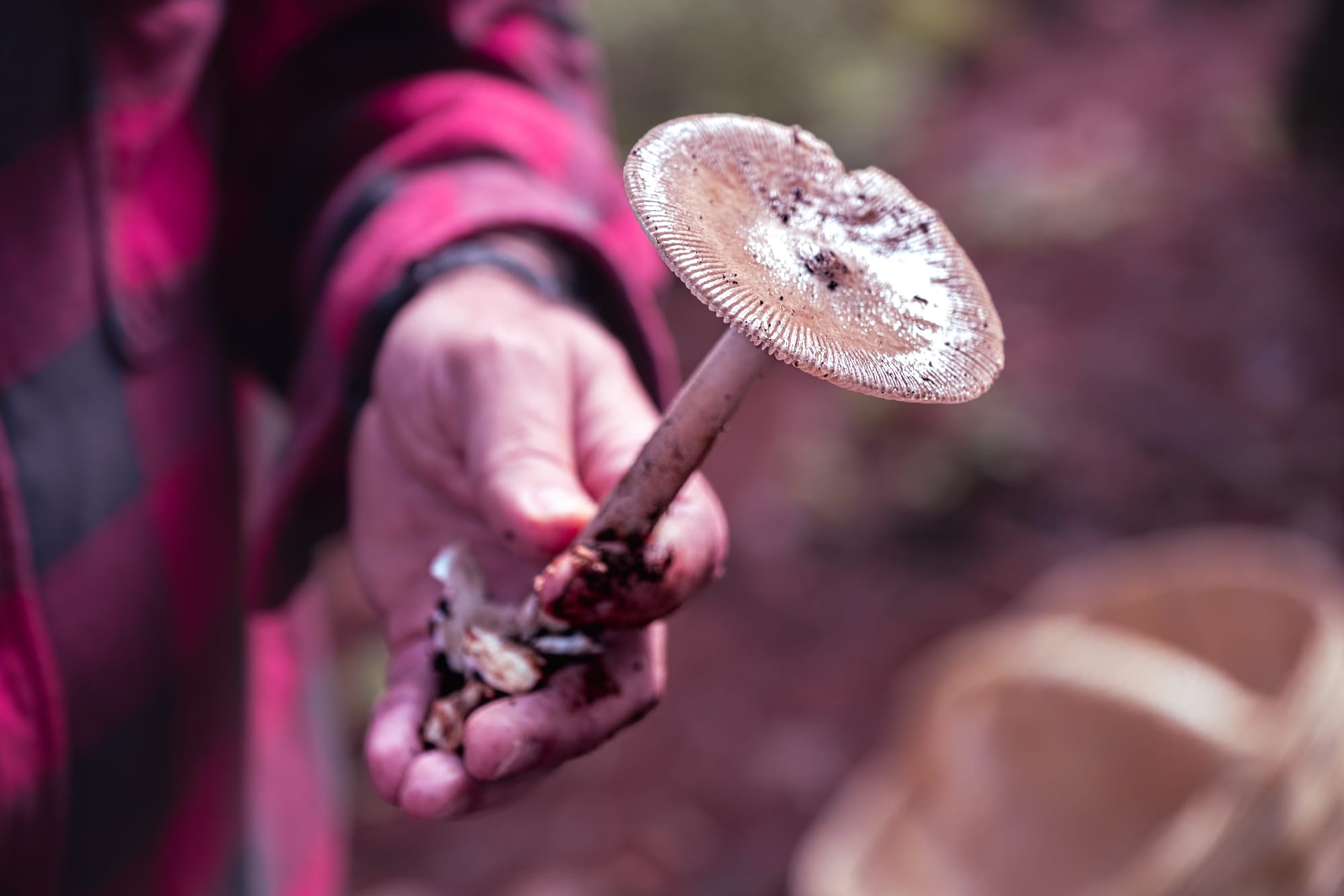  A person wearing a red flannel holds a freshly picked mushroom with a wide, textured cap speckled with soil, its stem extending from a clump of forest earth
