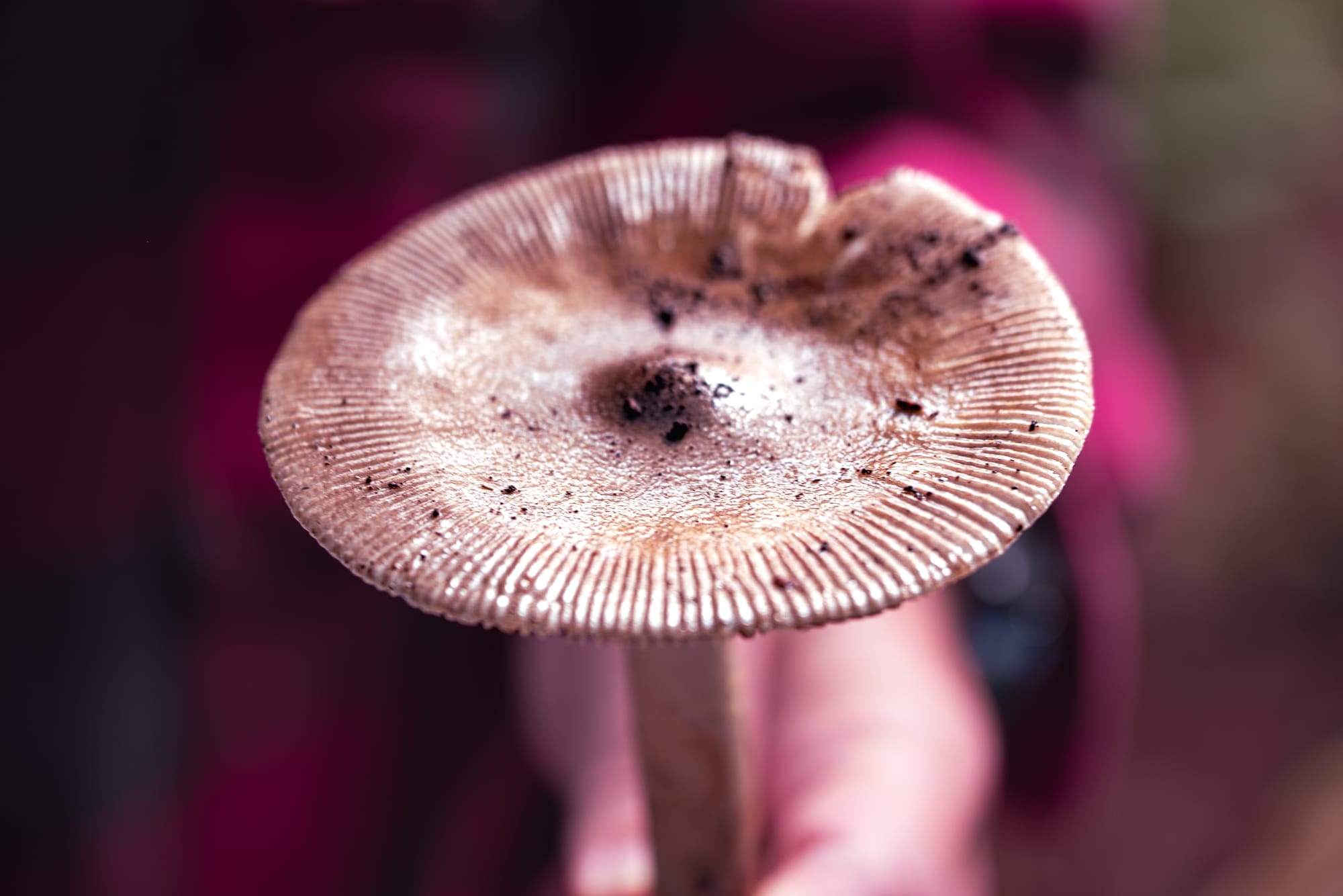 A large beige mushroom held in one hand, its wide cap covered in fine ridges and speckled with soil, illuminated by soft forest light