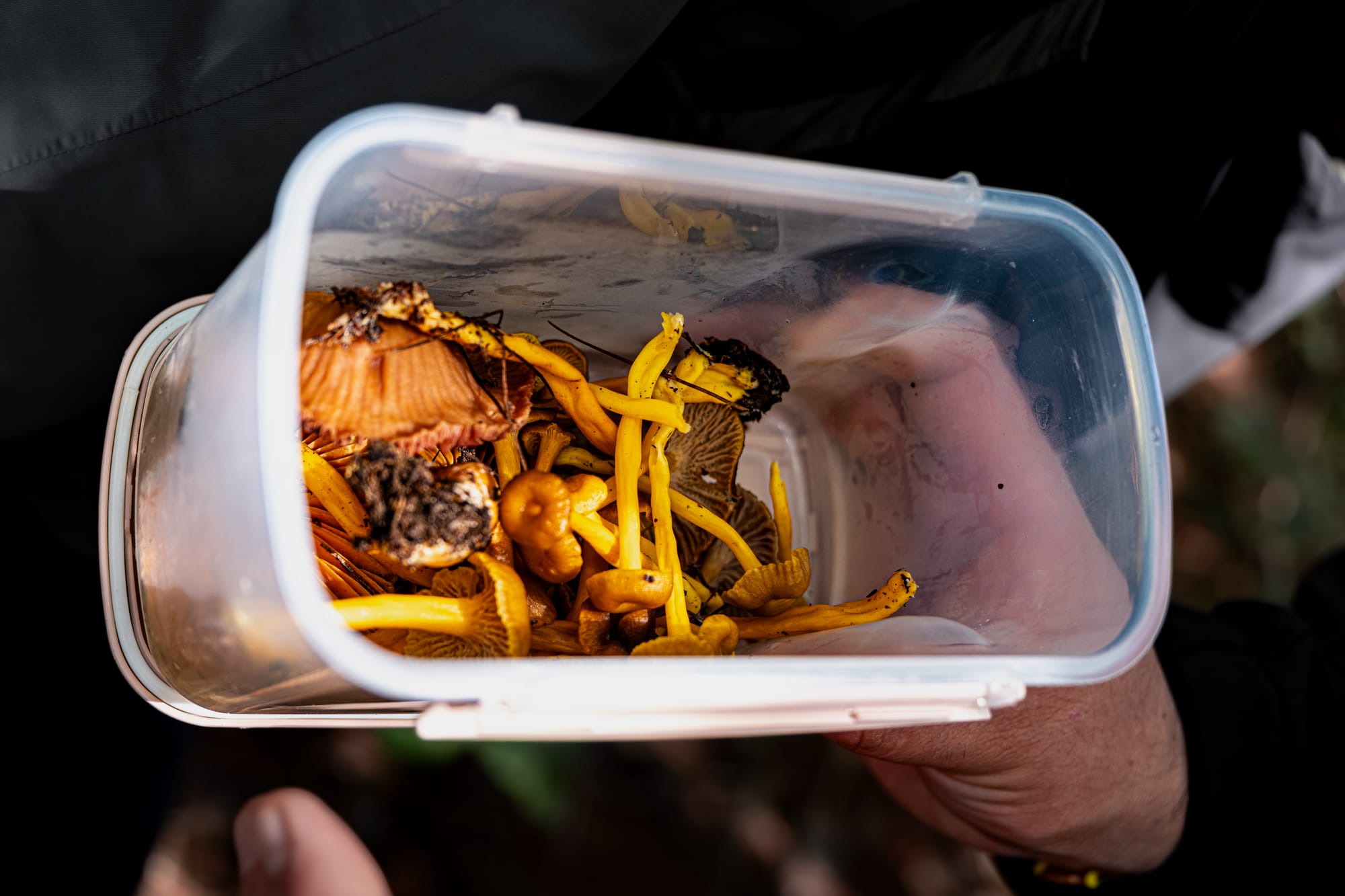 A close-up of a plastic container filled with freshly foraged mushrooms in shades of yellow and brown, held by a person during the fungi hike in the forest