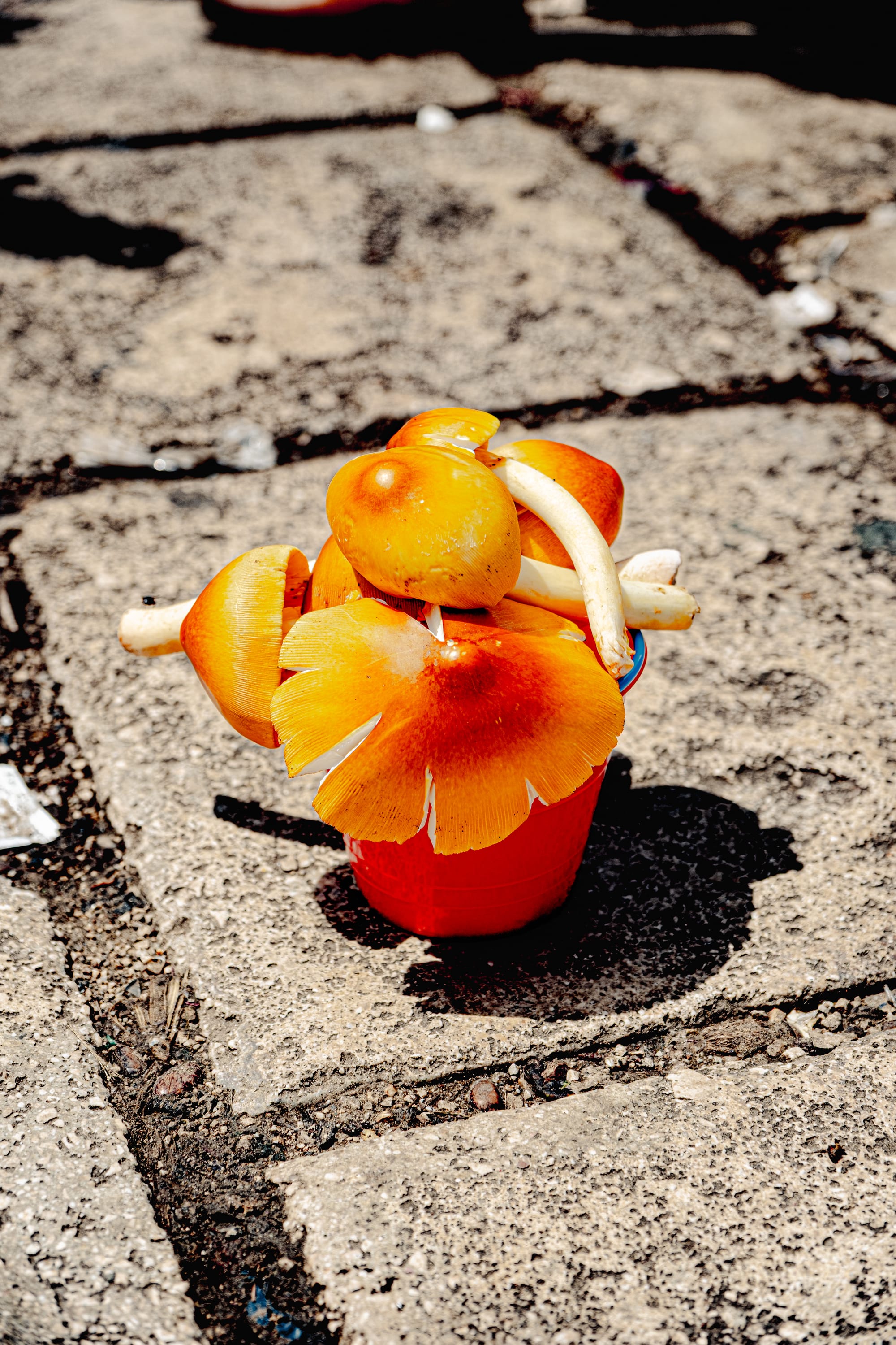 A small red cup filled with freshly picked orange mushrooms sits on a sunlit stone path, their caps glossy and vibrant against the rough texture of the ground