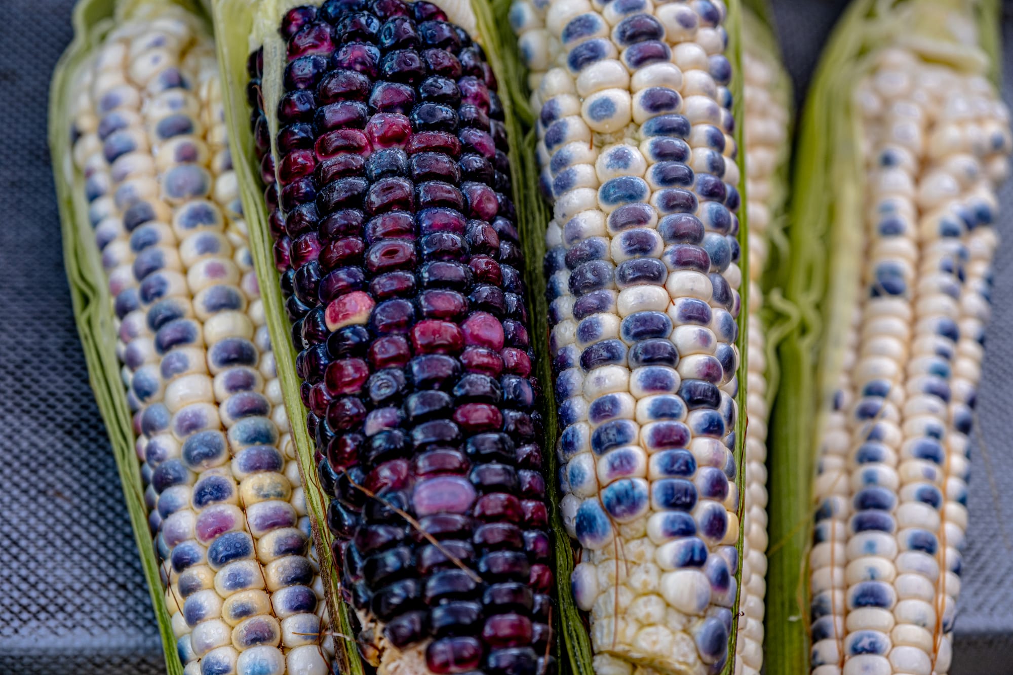 Close-up of colorful blue and purple maize cobs displayed for sale at Santo Domingo Market in San Cristóbal de las Casas, Chiapas, showing traditional corn varieties of southern Mexico