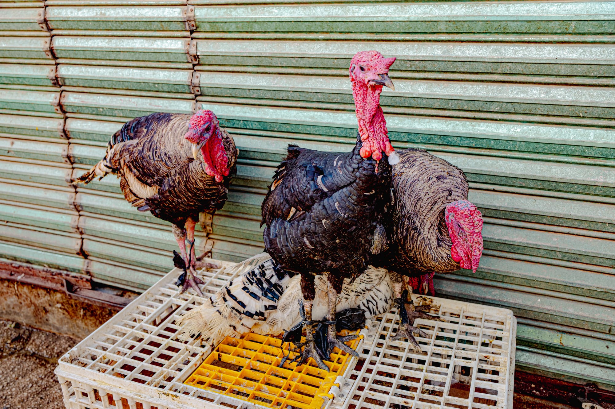 Three live turkeys standing on a plastic crate outside Santo Domingo Market in San Cristóbal de las Casas, Chiapas, near the area where poultry is sold