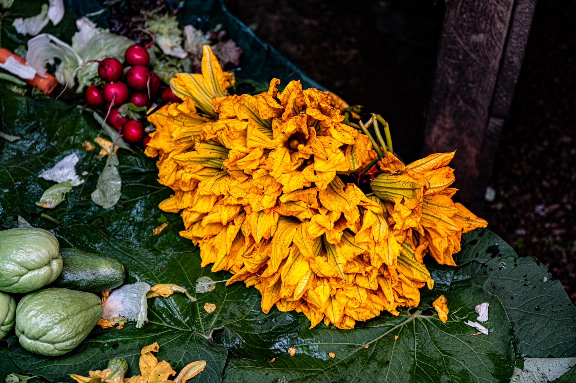 Bundle of bright yellow squash blossoms resting on large green leaves beside chayote and radishes at Santo Domingo Market in San Cristóbal de las Casas, Chiapas