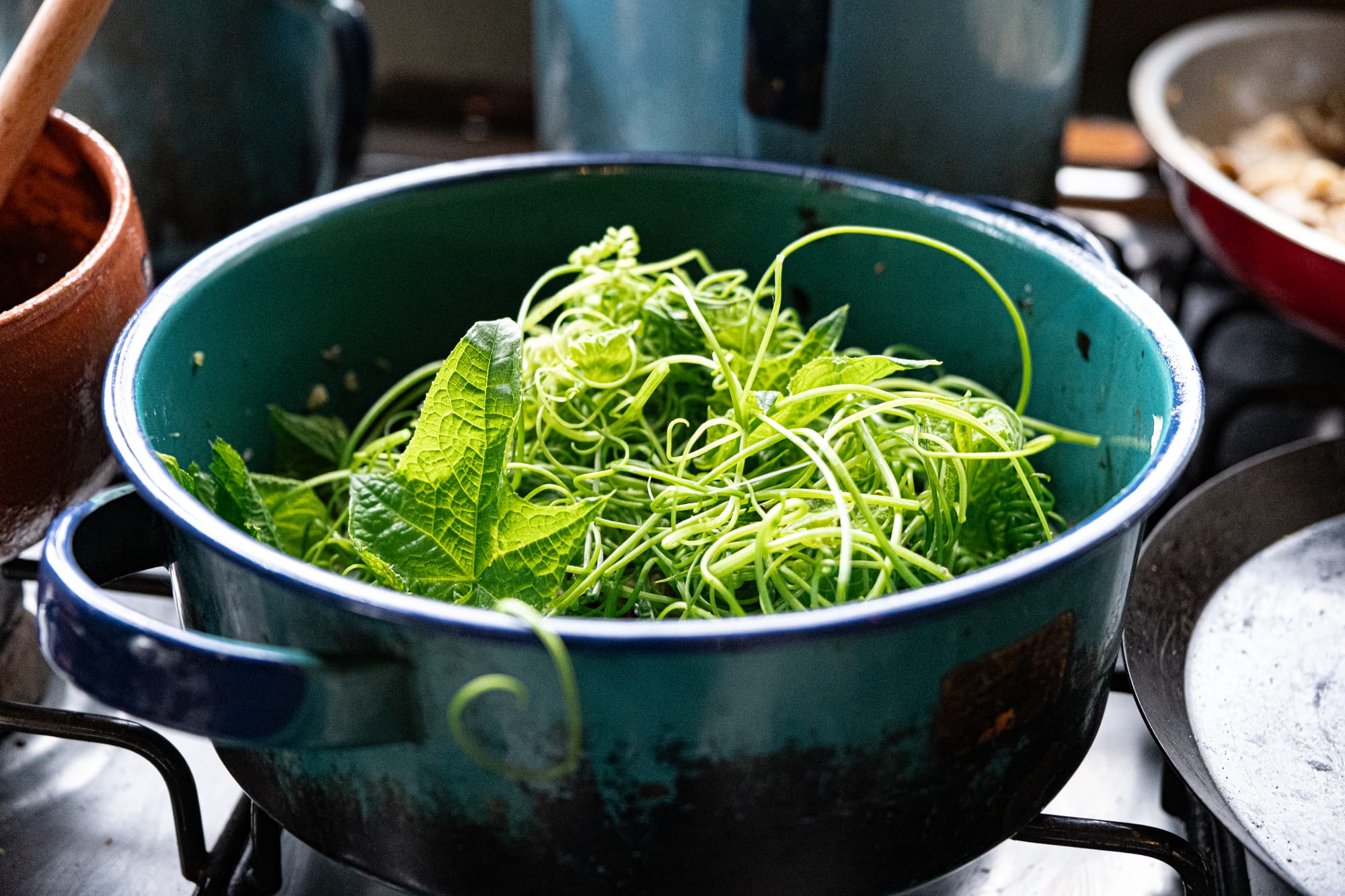 A blue cooking pot filled with fresh chayote vines and leafy greens, sitting on the stovetop in Itzel’s kitchen