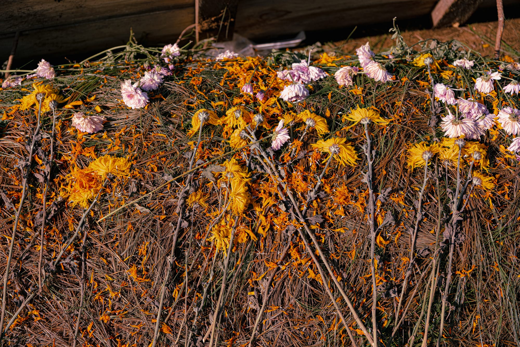 Día de Muertos at Romerillo Cemetery Chiapas, pine covered grave mound with wooden boards and scattered marigold petals, simple hilltop burial marked by flowers and pine needles, indigenous Day of the Dead traditions at Romerillo near San Cristóbal de las Casas
