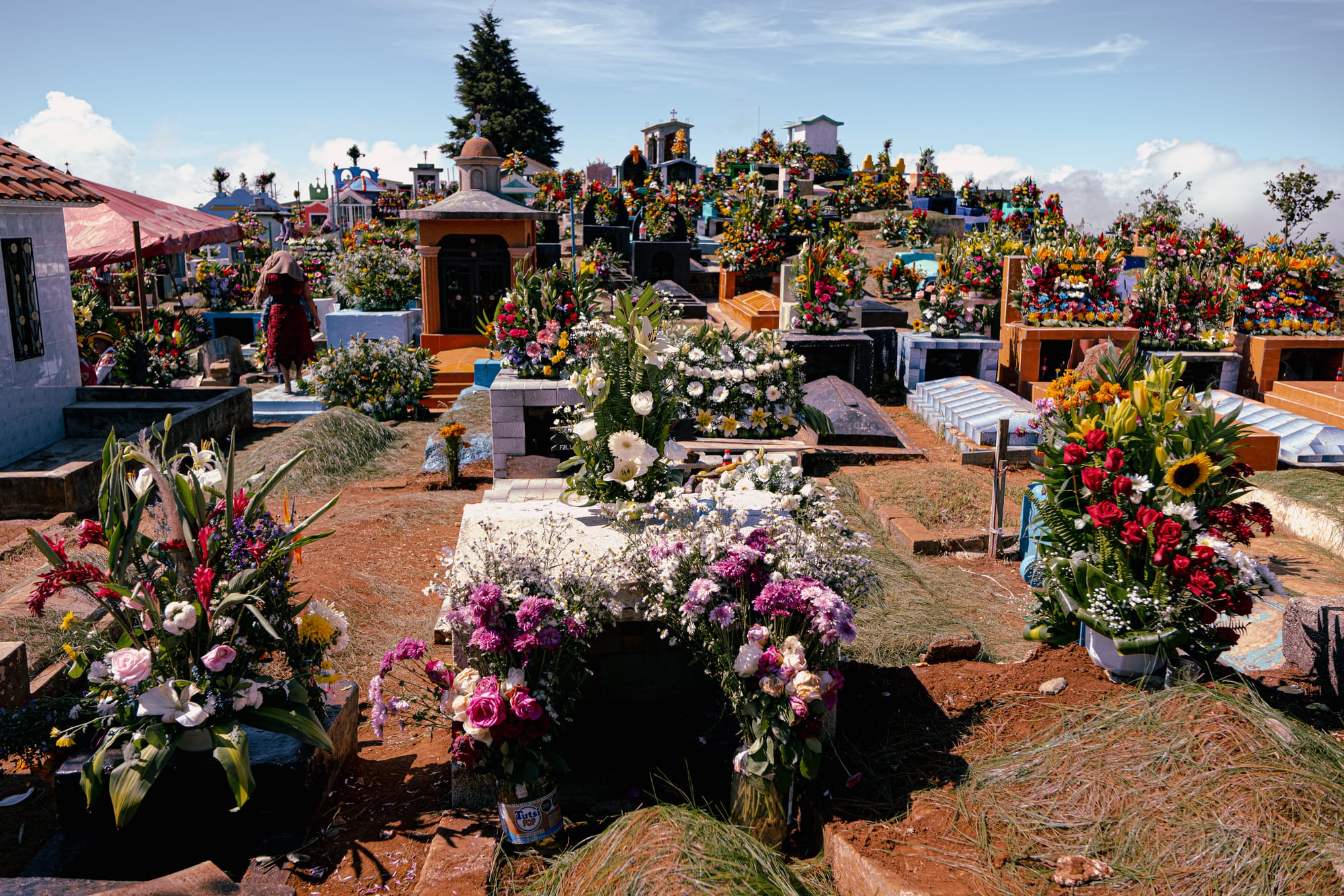 Zinacantán Cemetery on Día de los Muertos, with graves densely covered in colorful flower arrangements and pine needles, set across a hillside under clear skies, creating a quiet and contemplative atmosphere