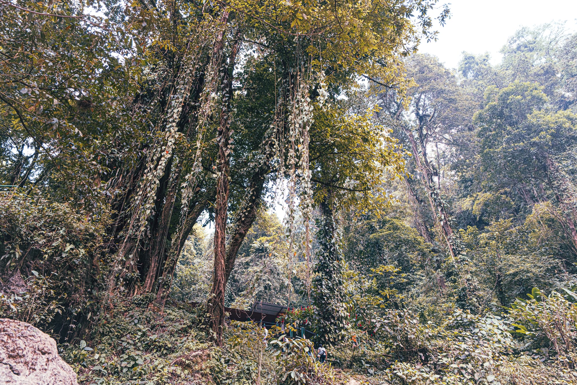 Dense jungle landscape surrounding Misol-Há waterfall near Palenque, Chiapas, showing tall tropical trees, hanging vines, and thick rainforest vegetation along the walking paths near the waterfall, illustrating the lush jungle environment that frames one of the most visited waterfalls near Palenque and a common stop on Chiapas nature and waterfall day trips