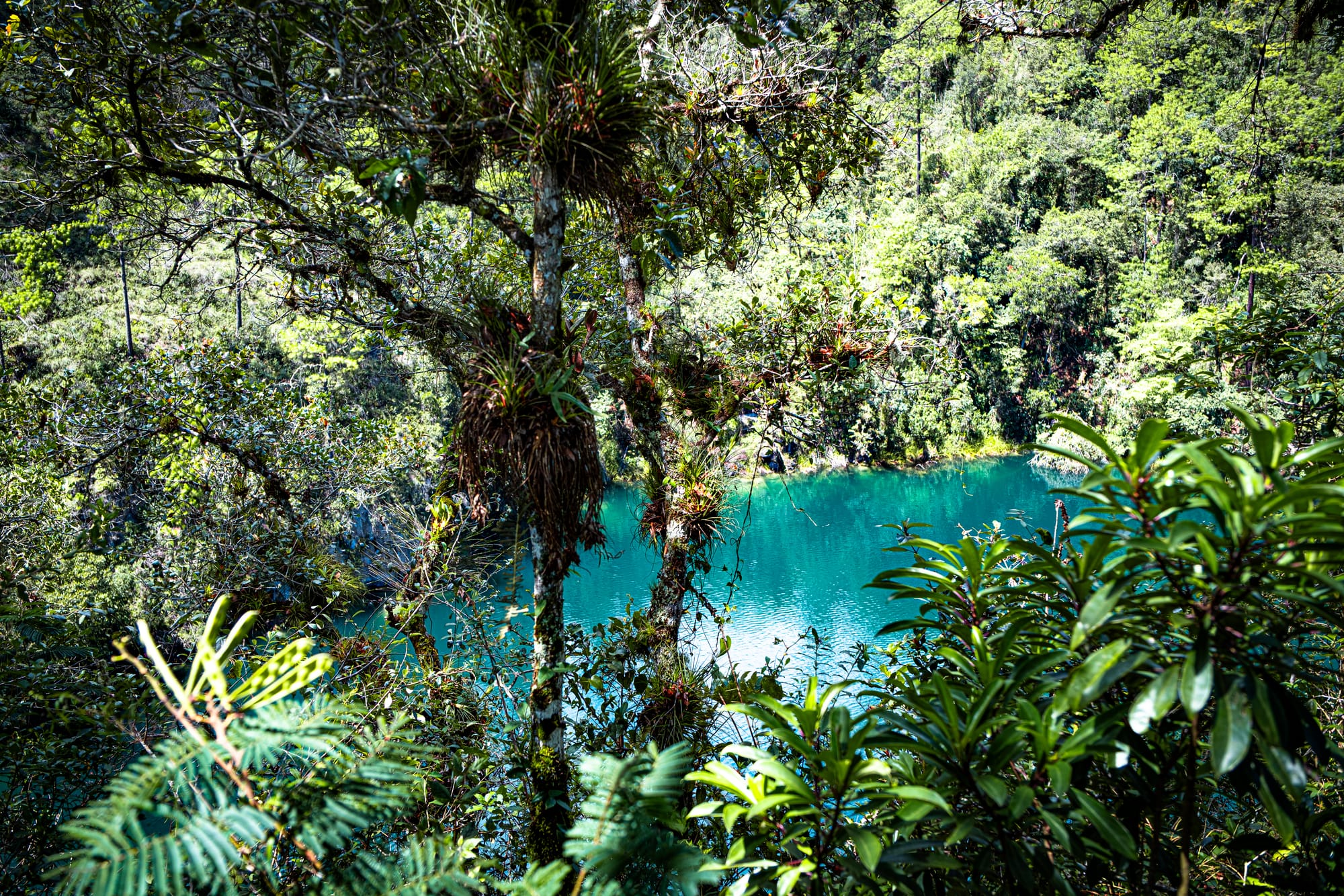 View of Cenote Bartolo in the Montebello Lakes region of Chiapas, with turquoise water partially visible through dense highland forest and moss-covered trees