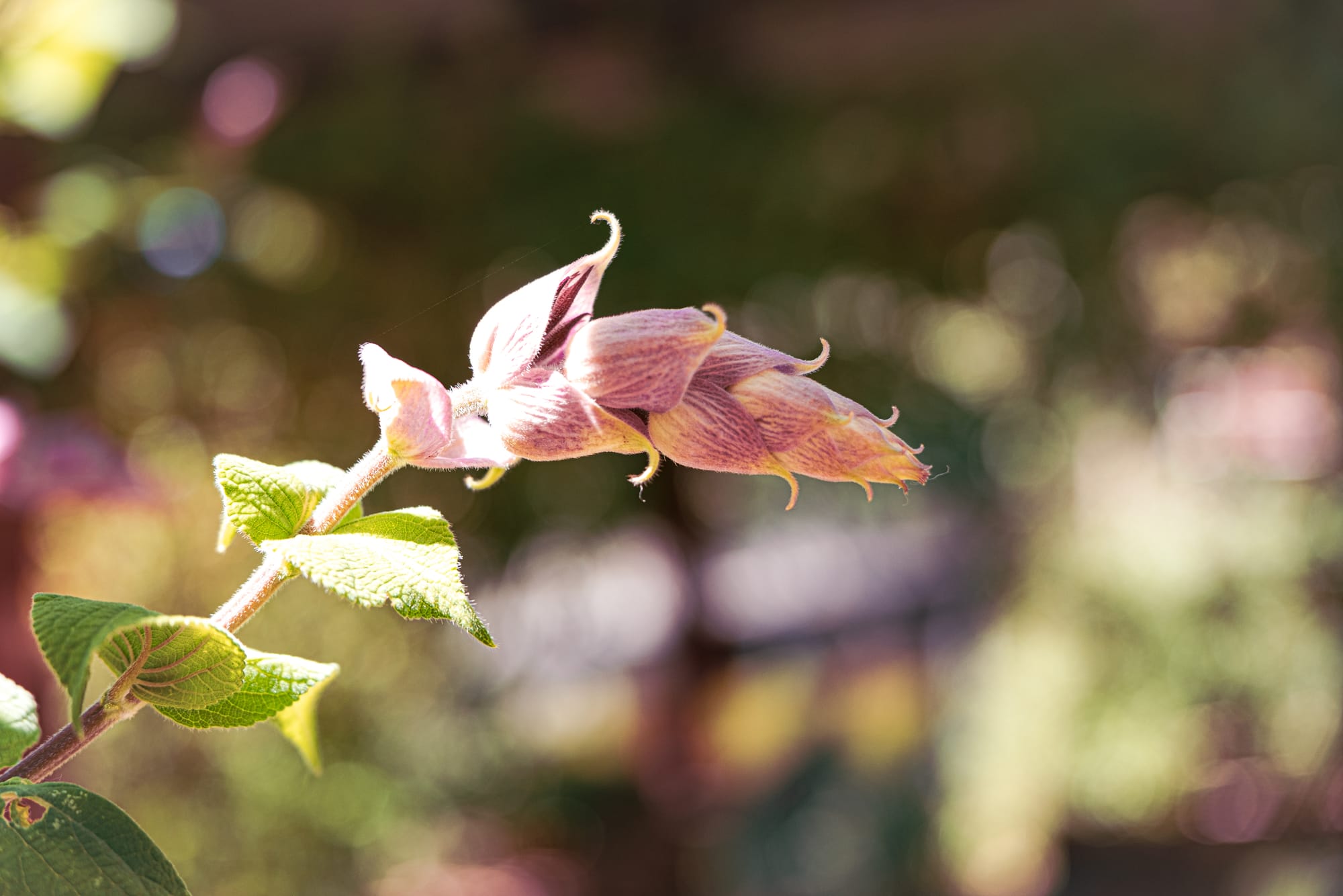 Close-up of a pale pink flower bud at Moxviquil in San Cristóbal de las Casas, highlighted by soft sunlight against a blurred garden background
