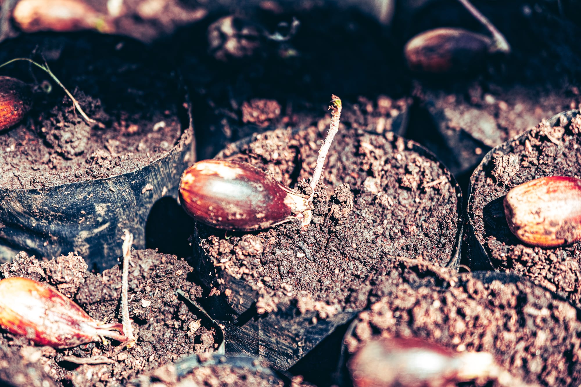 Close-up of a young seed sprouting in the nursery at Moxviquil in San Cristóbal de las Casas, emerging from dark soil inside a small propagation bag
